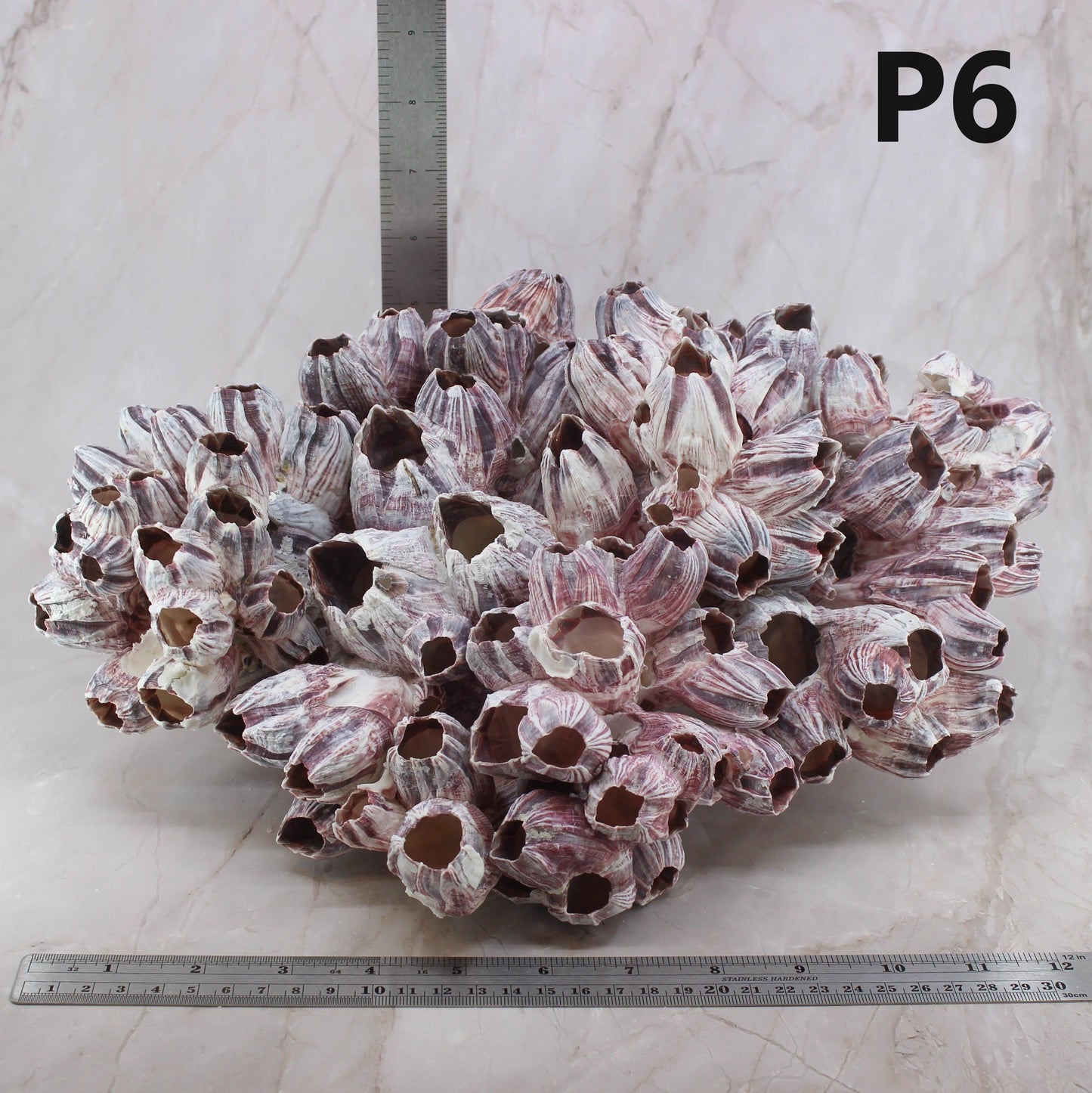 Barnacles 12-15"