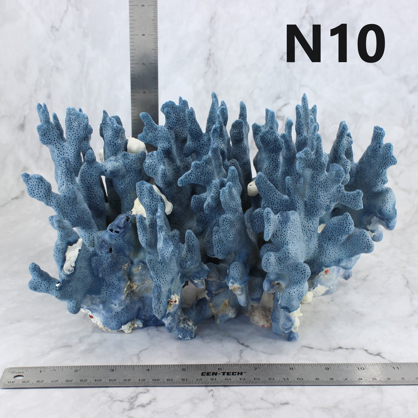 Blue Coral 12-14"