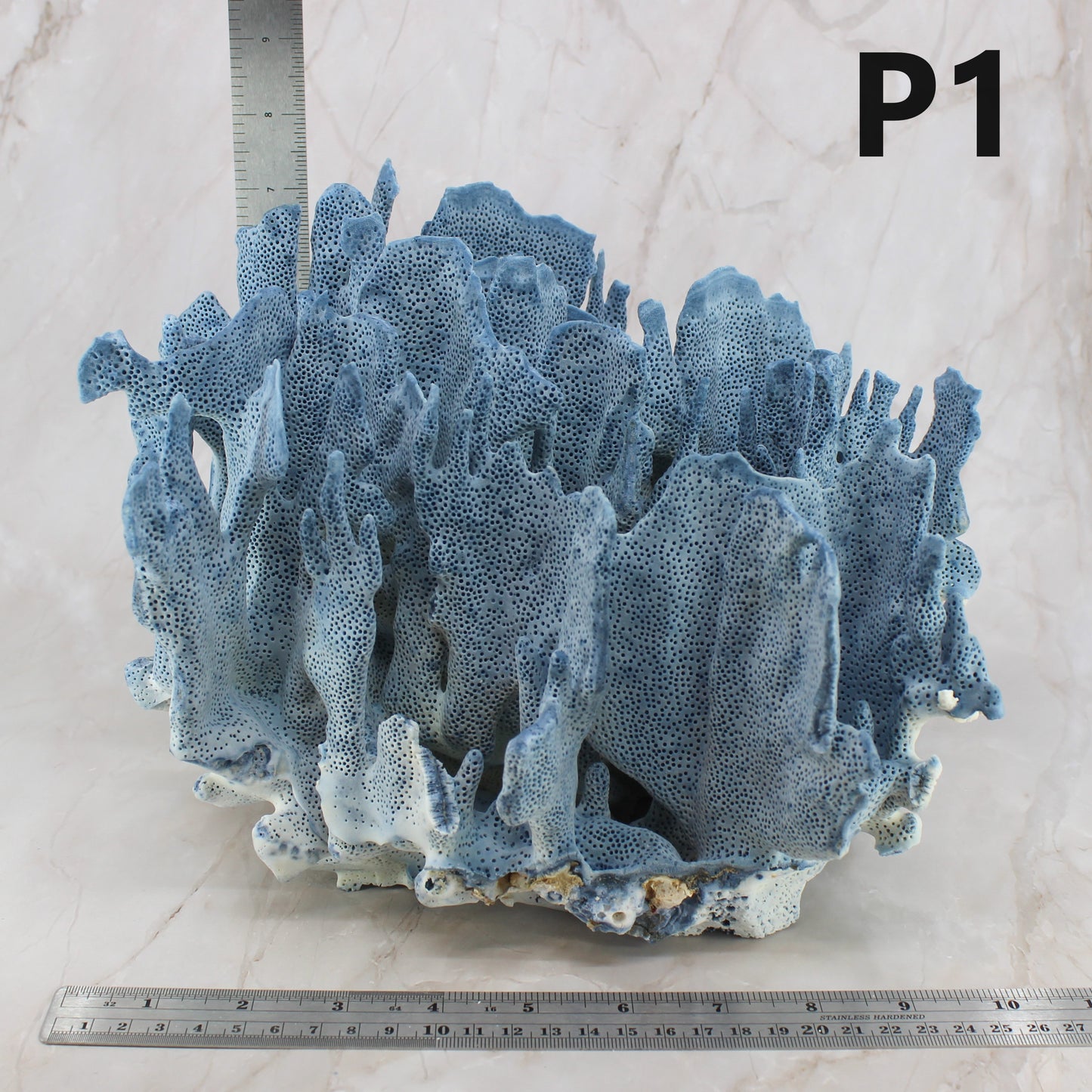 Blue Coral 12-14"
