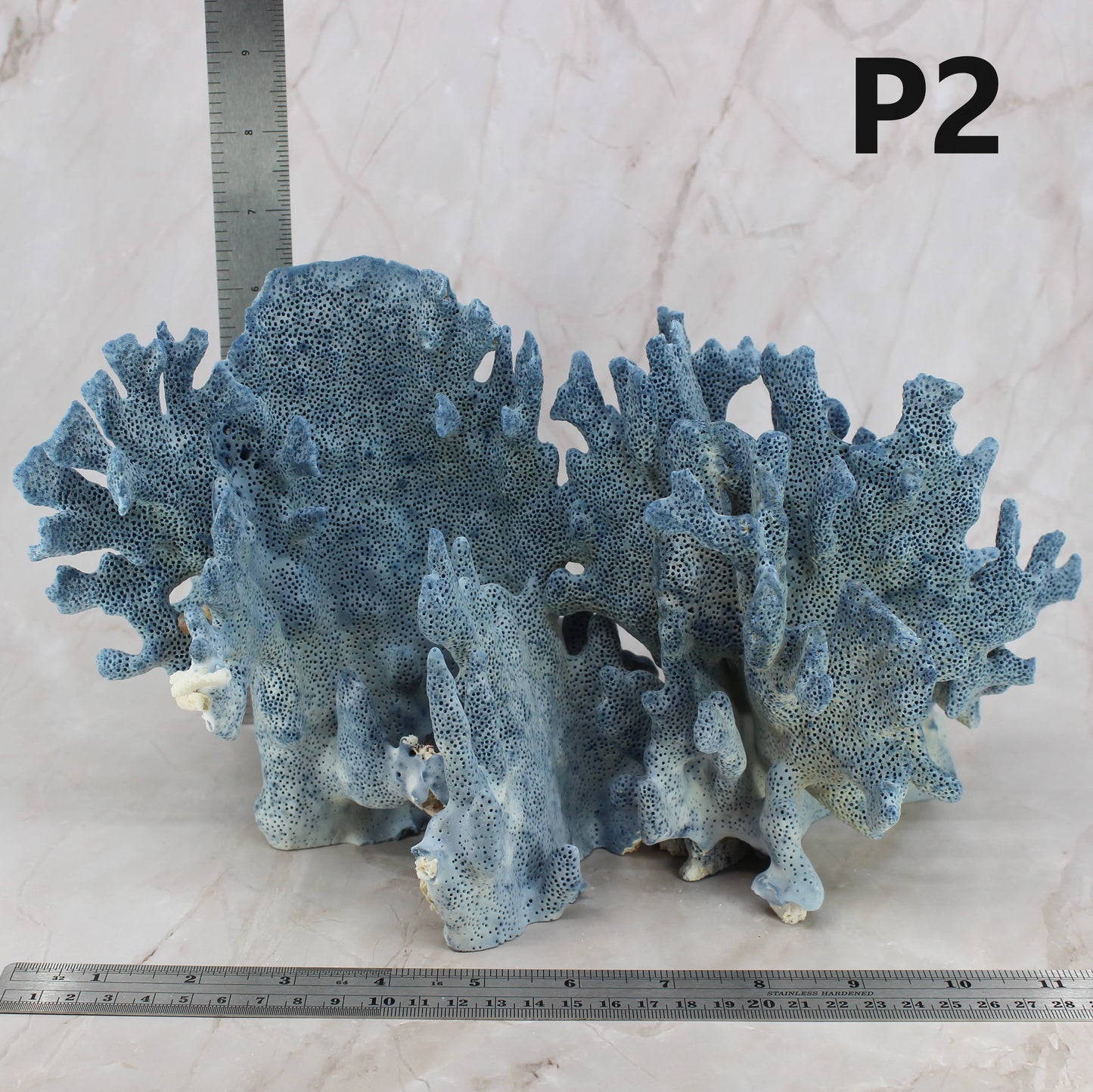 Blue Coral 12-14"