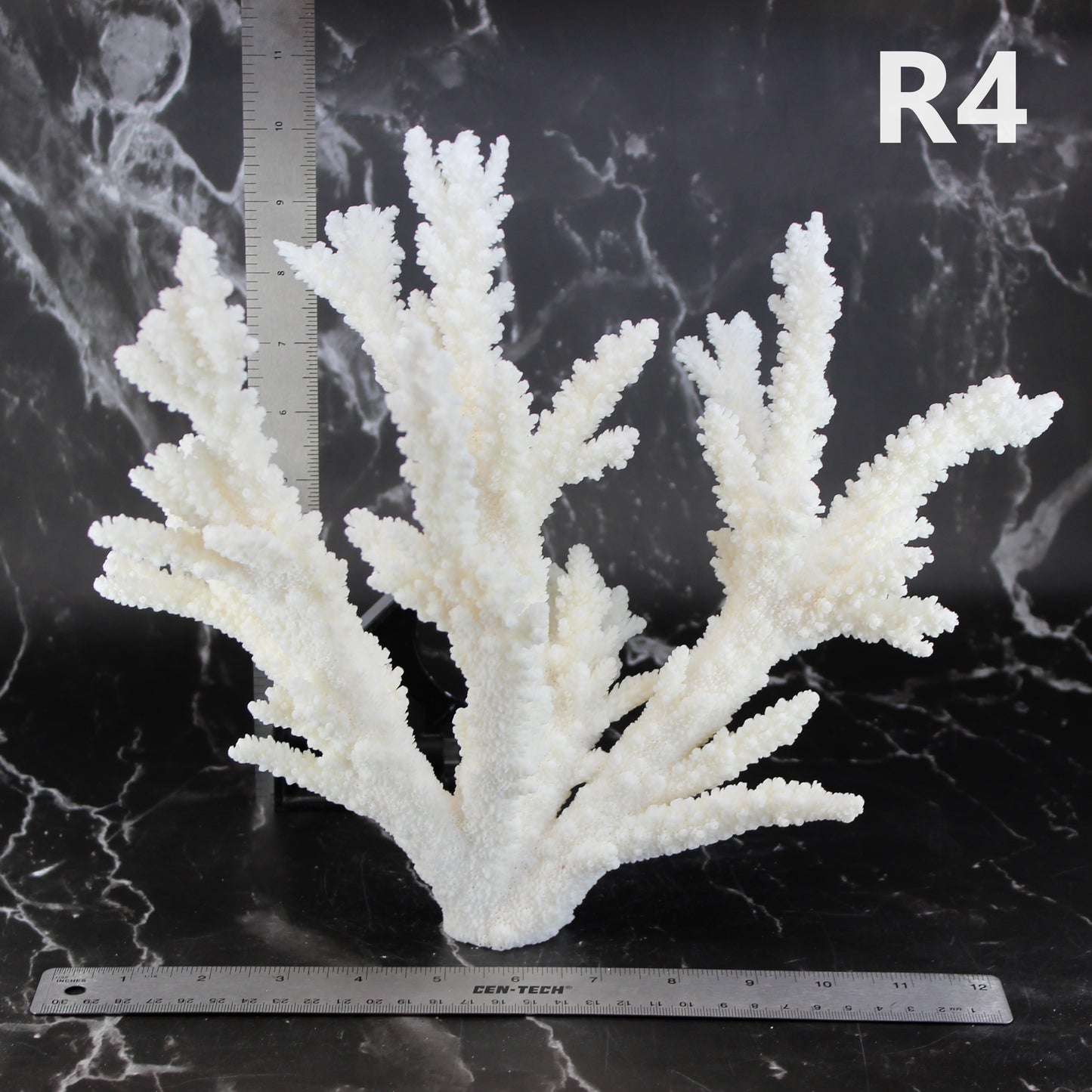 Branch Coral 12-15"