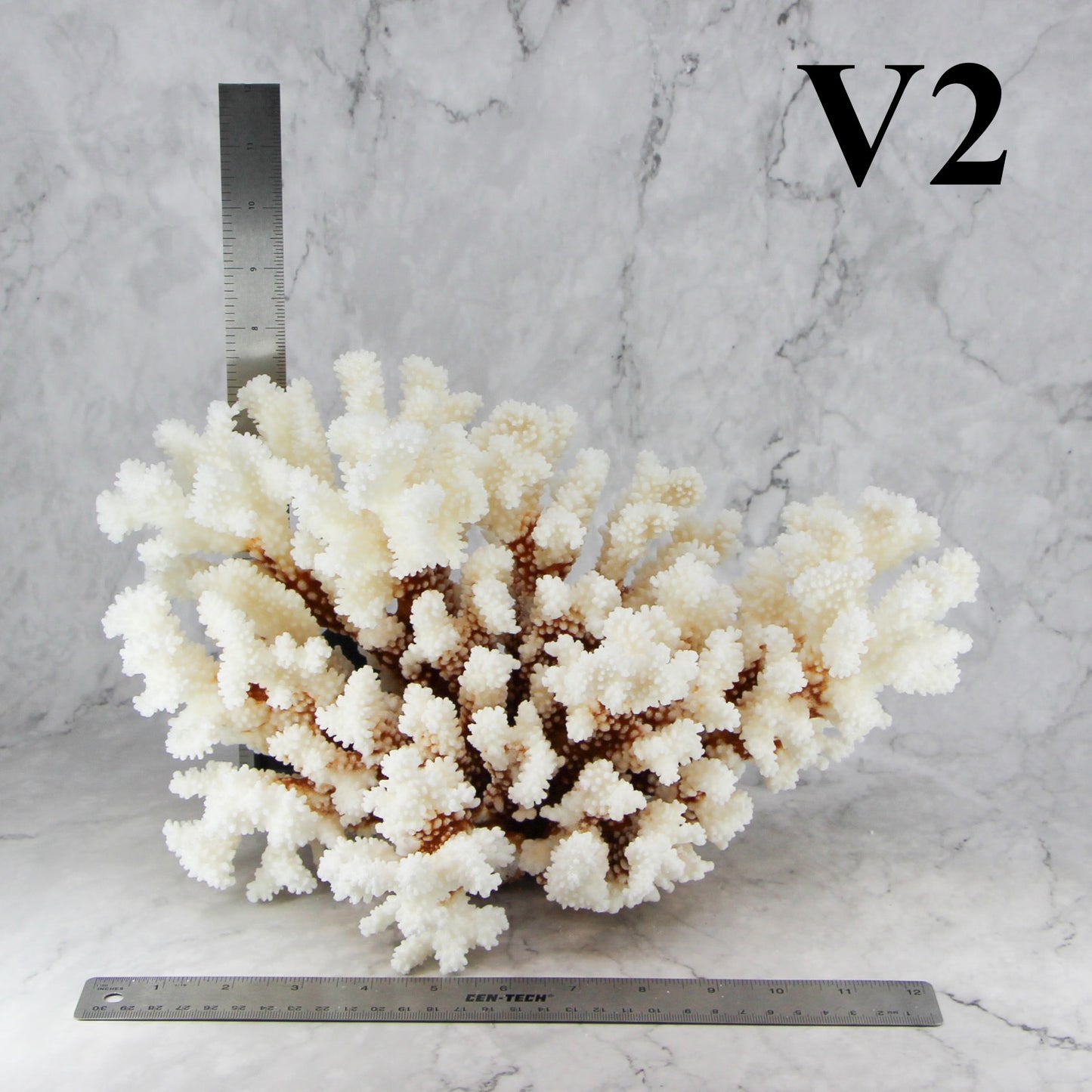 Brownstem Coral 12-14"