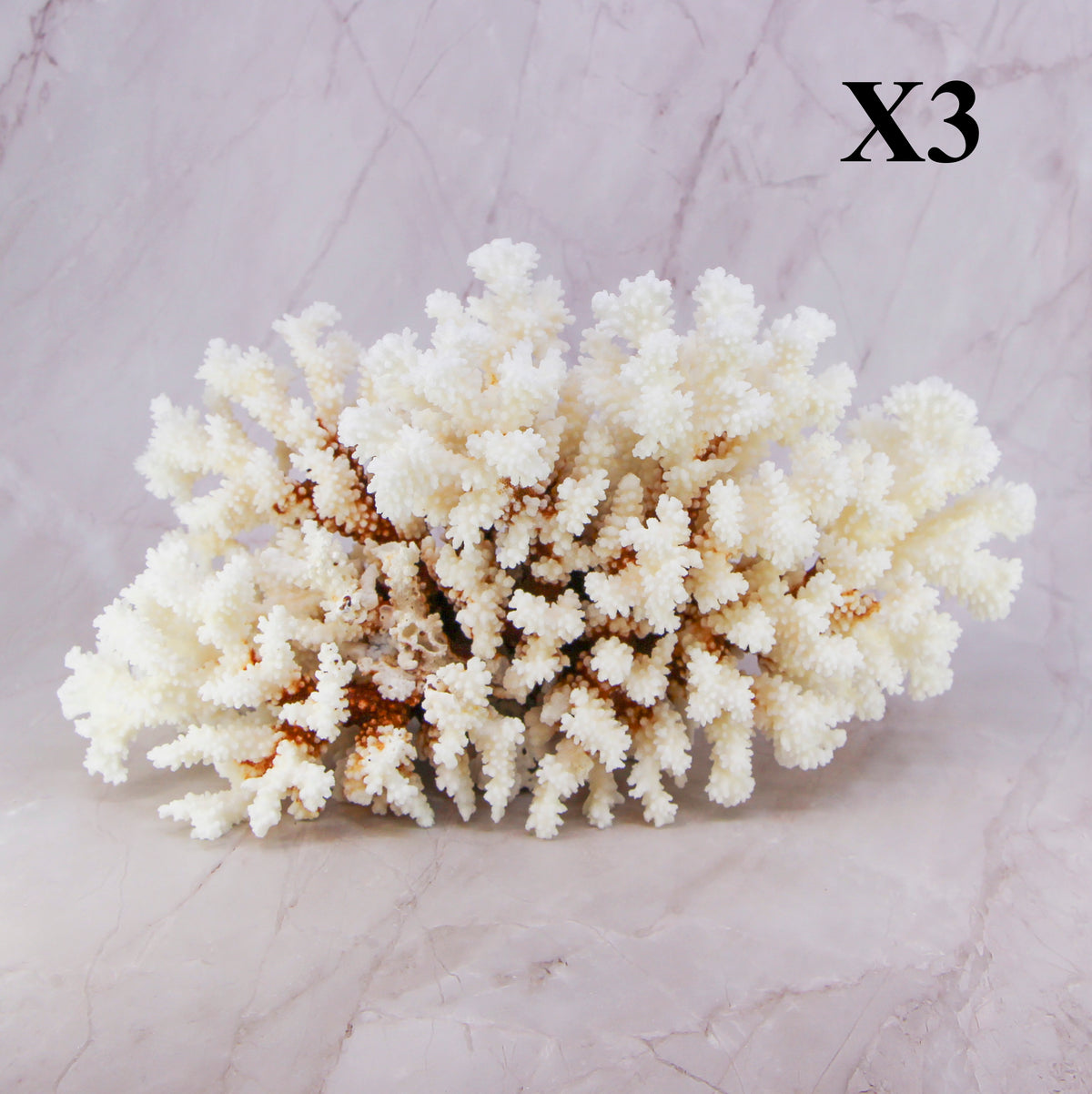 Brownstem Coral 12-14"