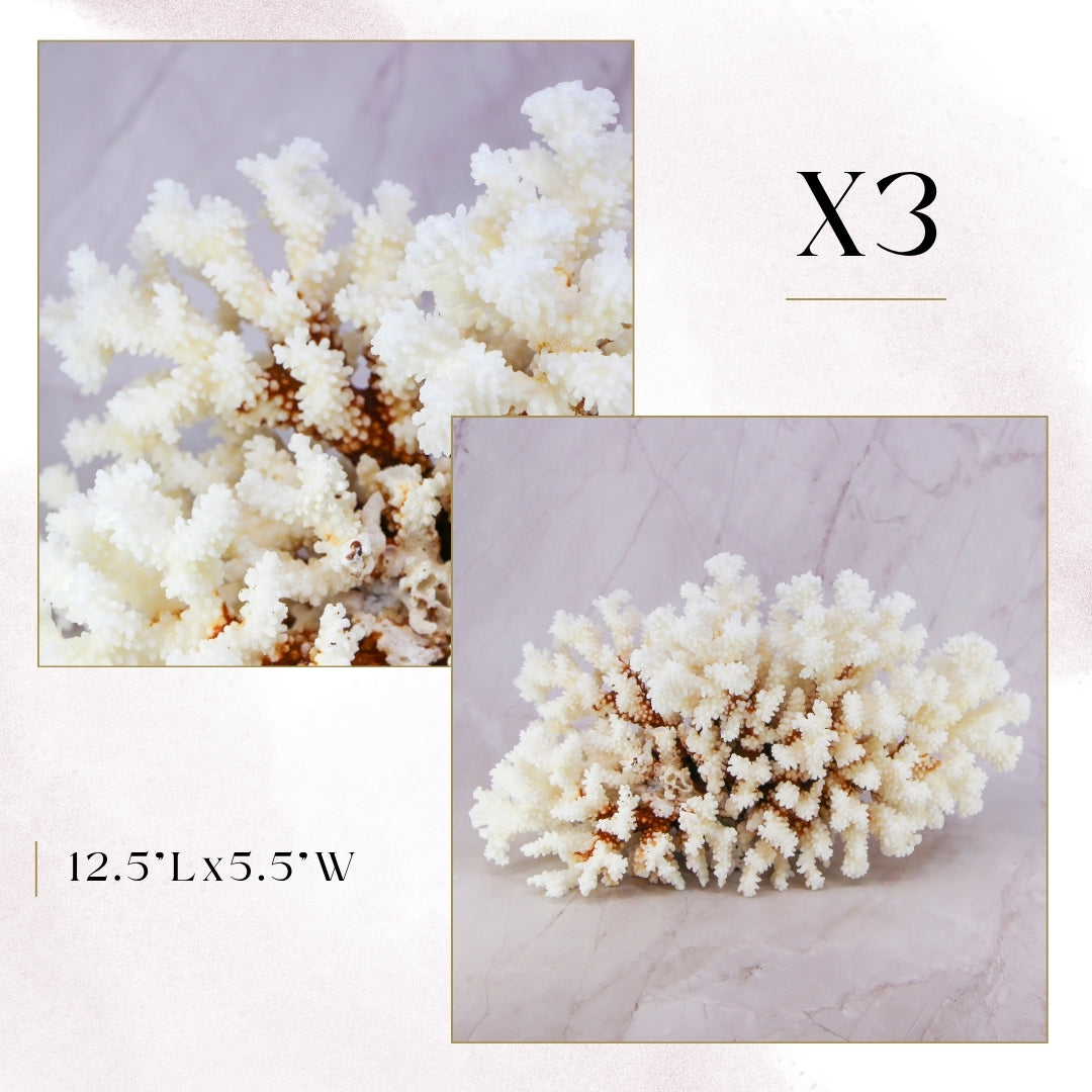 Exclusive Coral Drops | Week 2