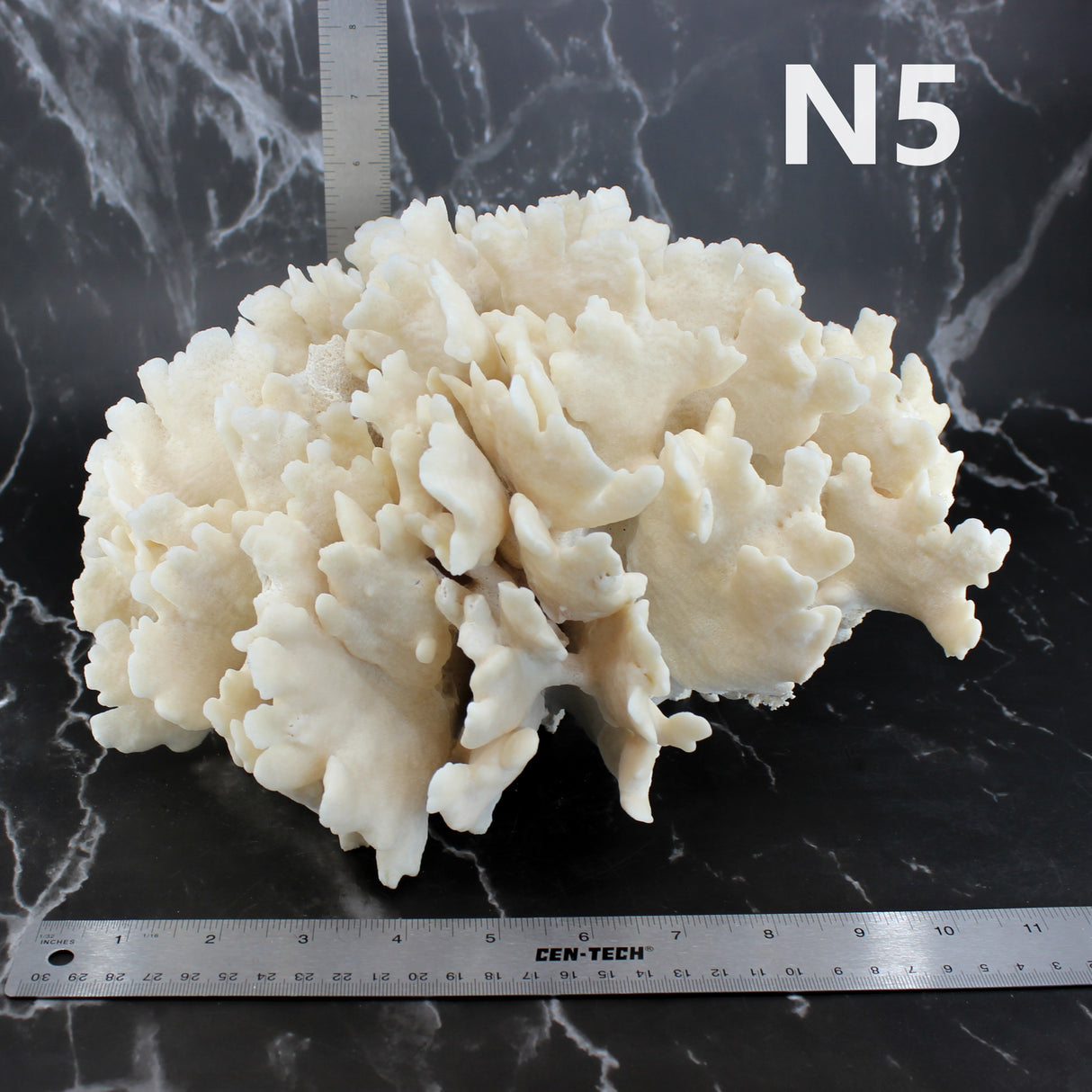 Cactus Coral 12-14"