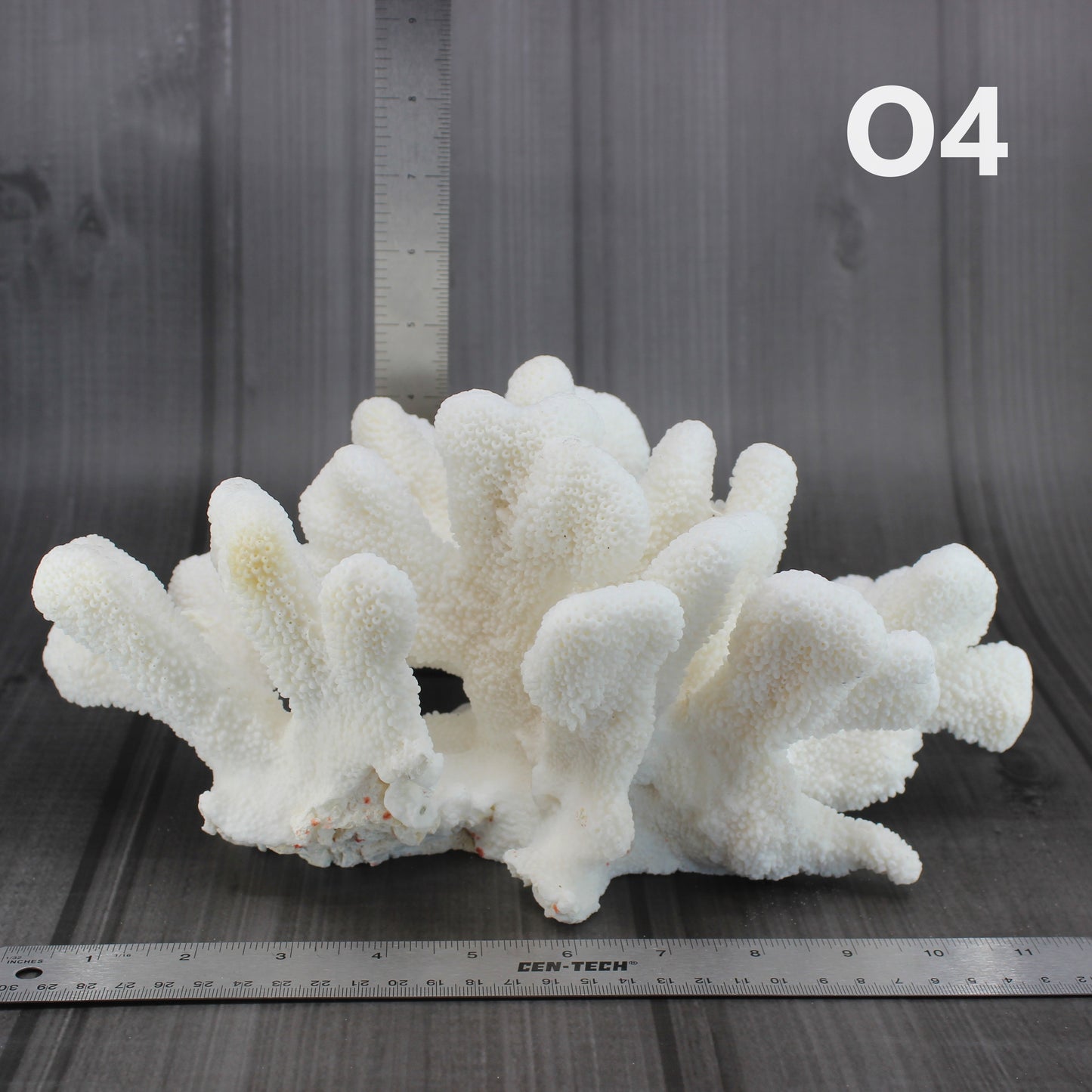 Catspaw Coral 12-14"
