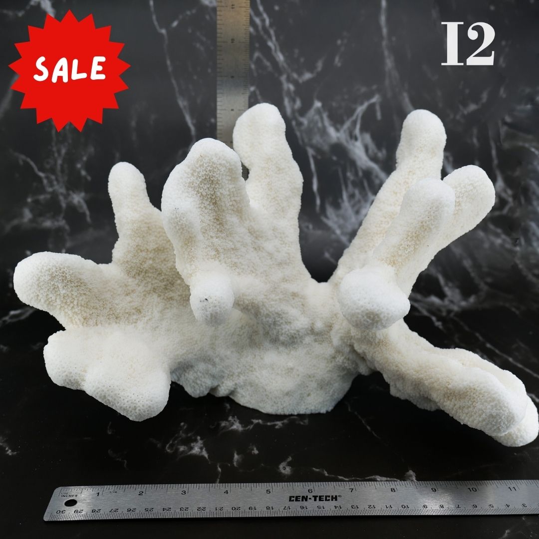 Catspaw Coral 12-14"