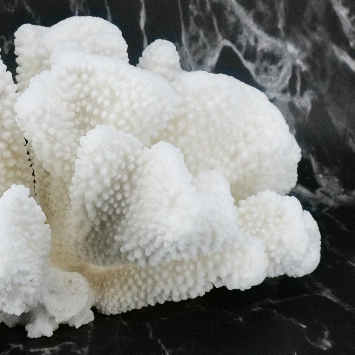 Cauliflower Coral 12-14"