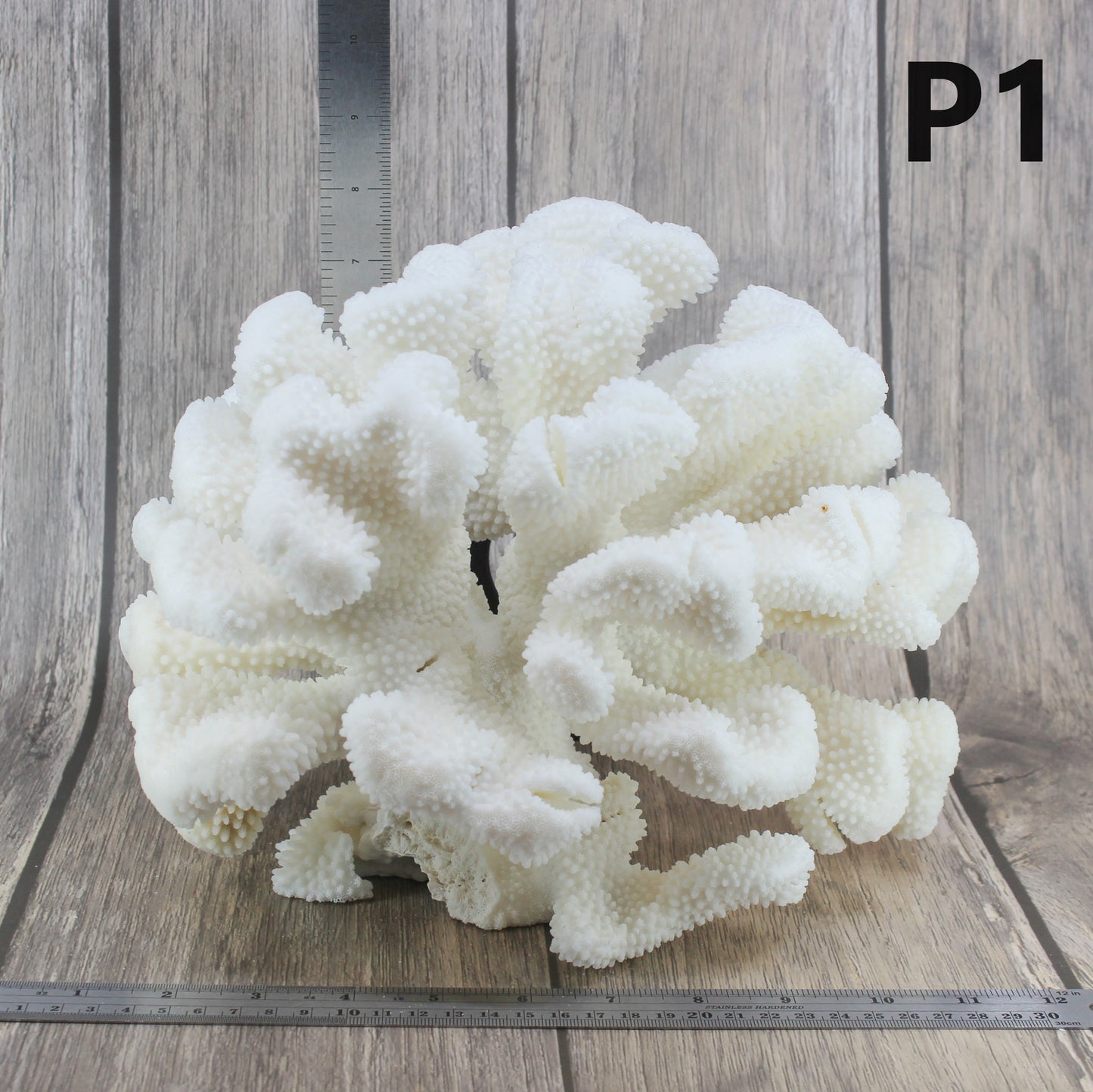 Cauliflower Coral 12-14"