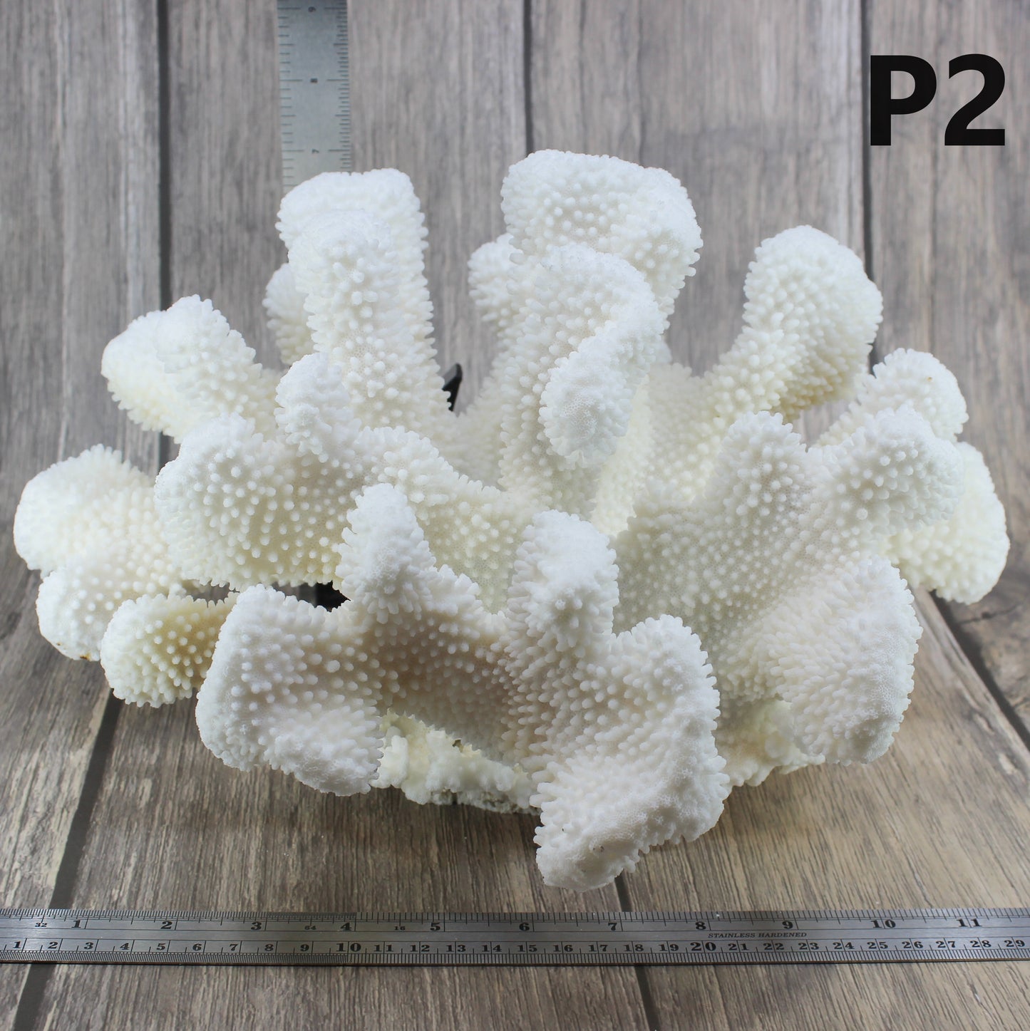 Cauliflower Coral 12-14"