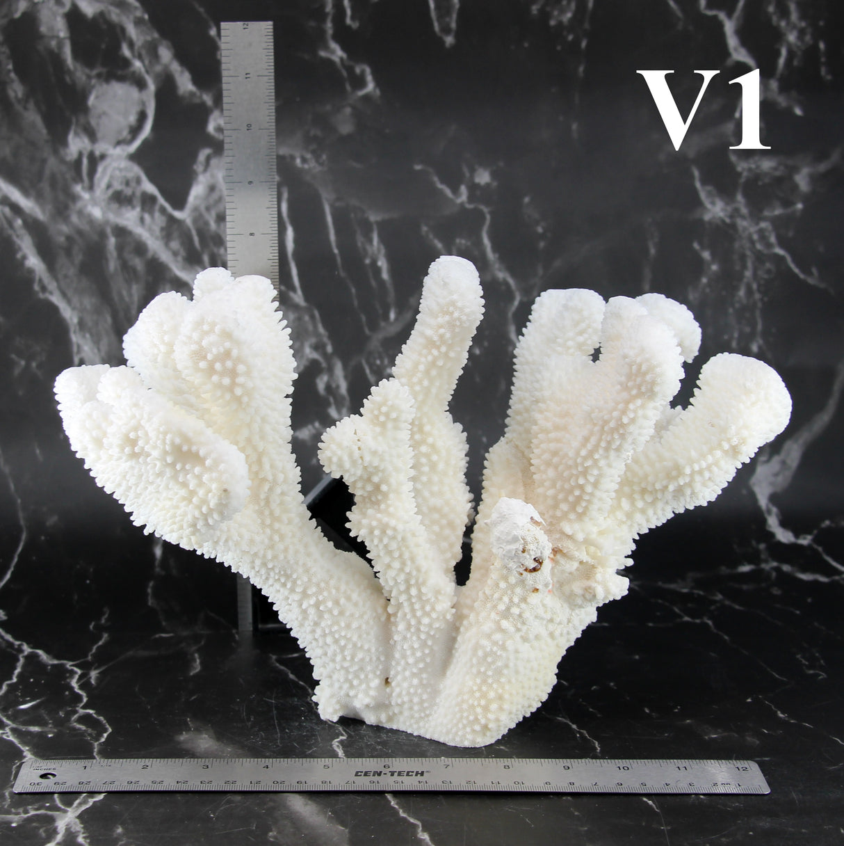Cauliflower Coral 12-14"