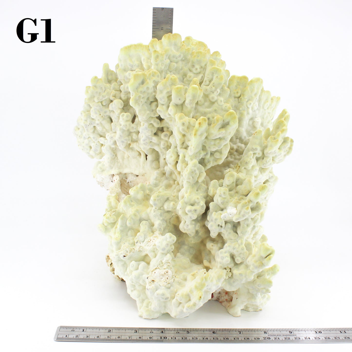 Fire Slab Coral 12-14"