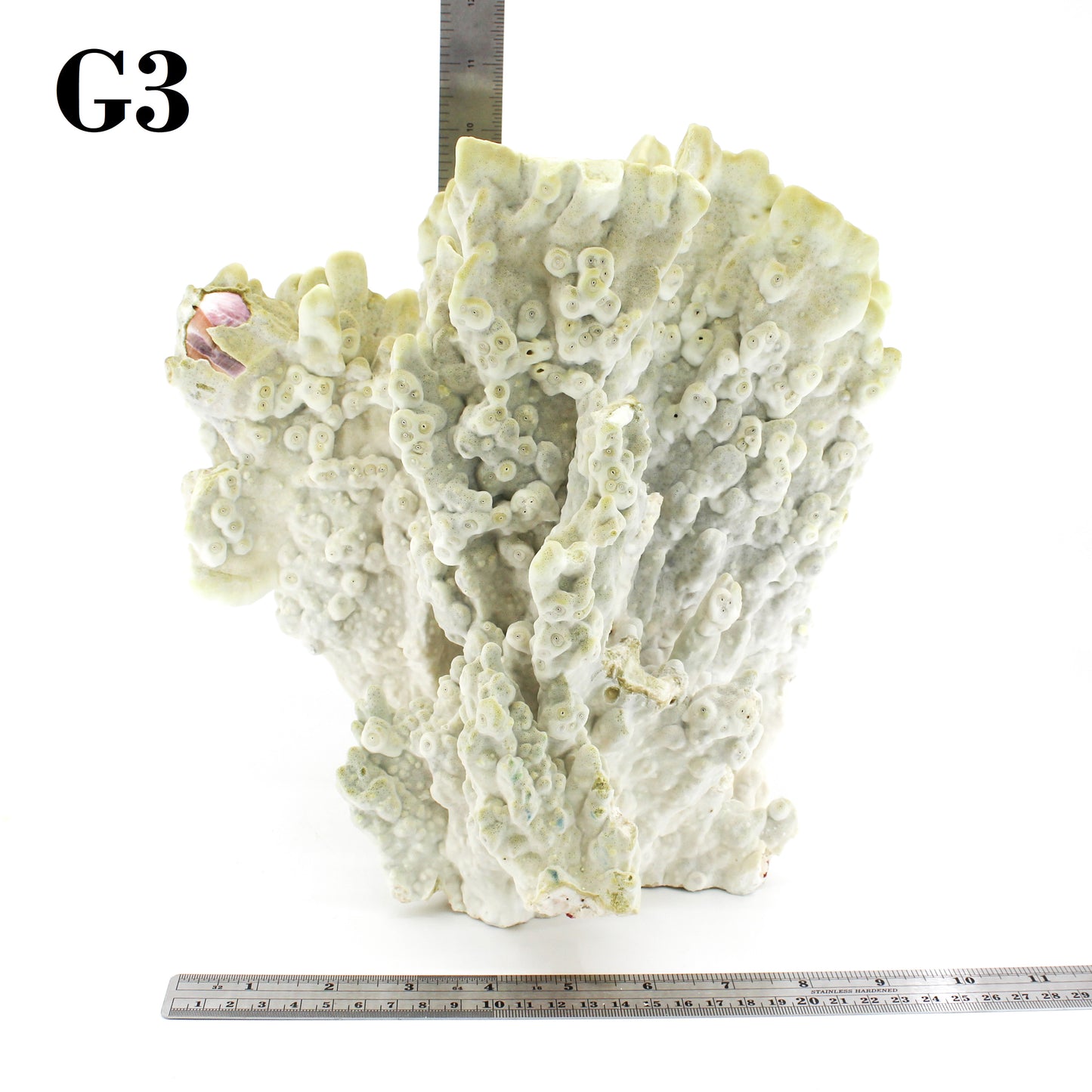 Fire Slab Coral 12-14"