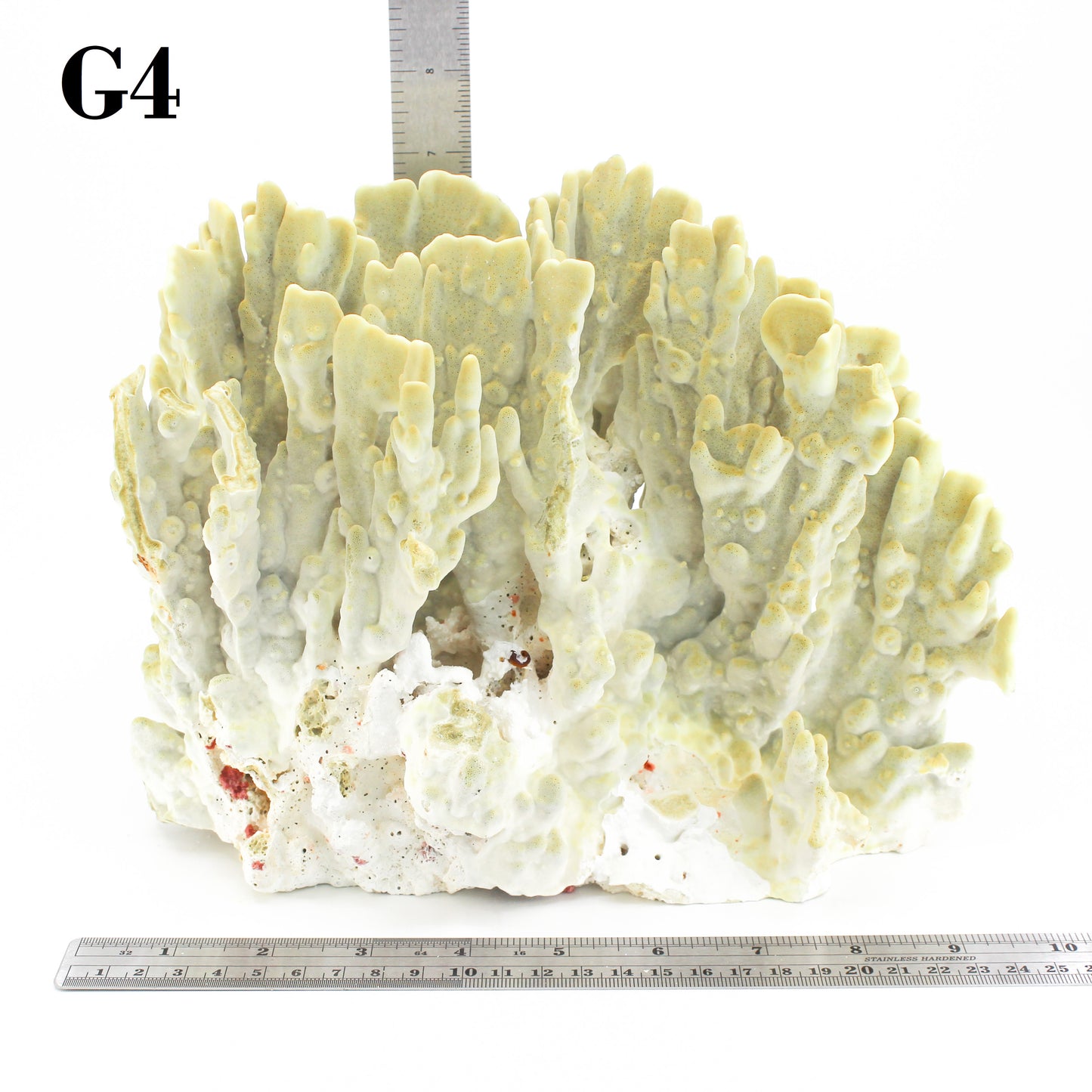 Fire Slab Coral 12-14"