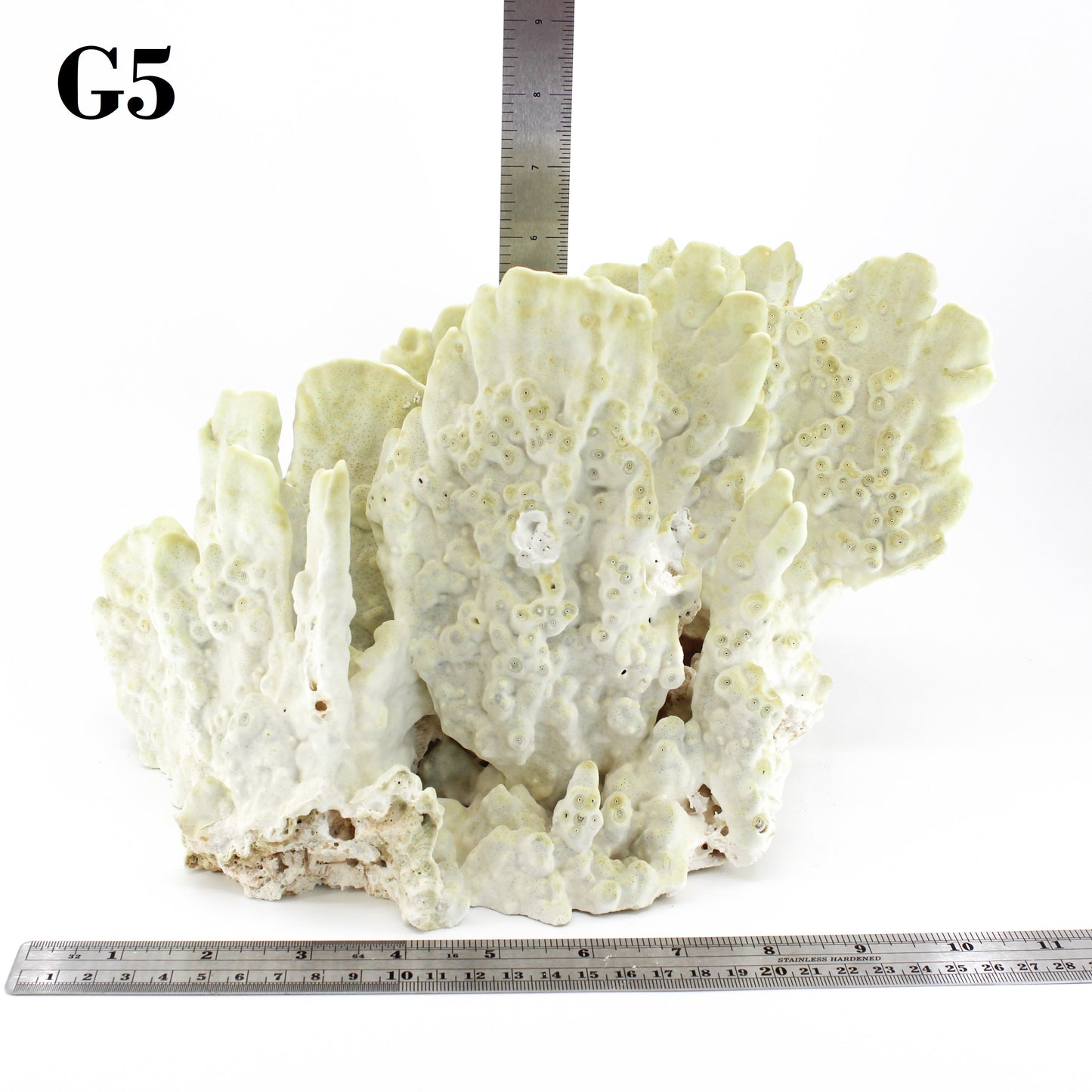 Fire Slab Coral 12-14"