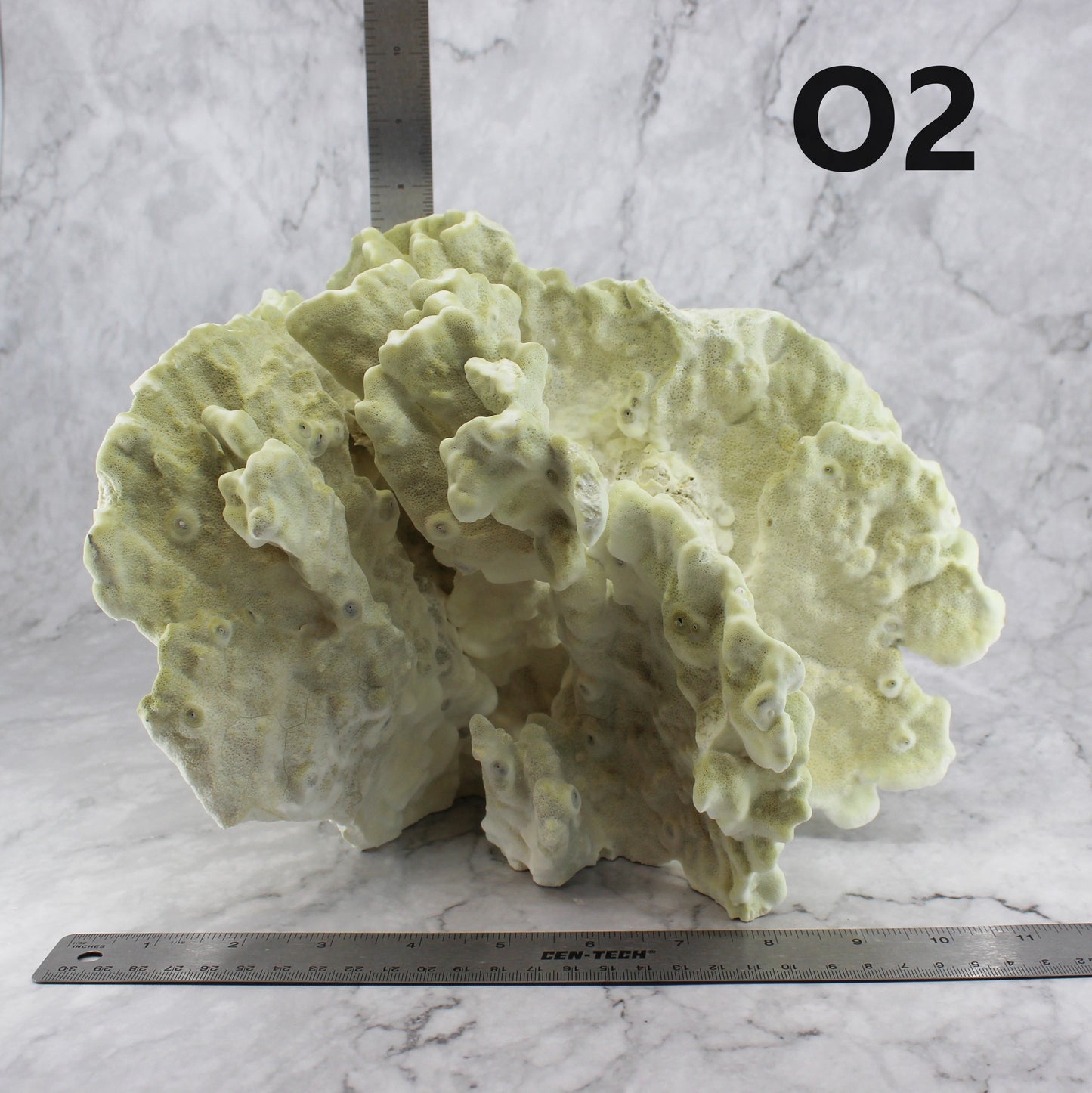 Fire Slab Coral 12-14"