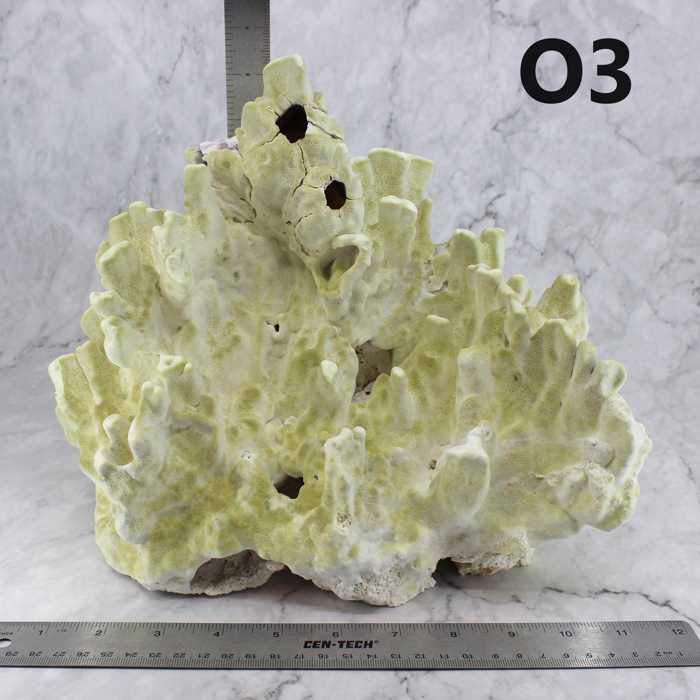 Fire Slab Coral 12-14"