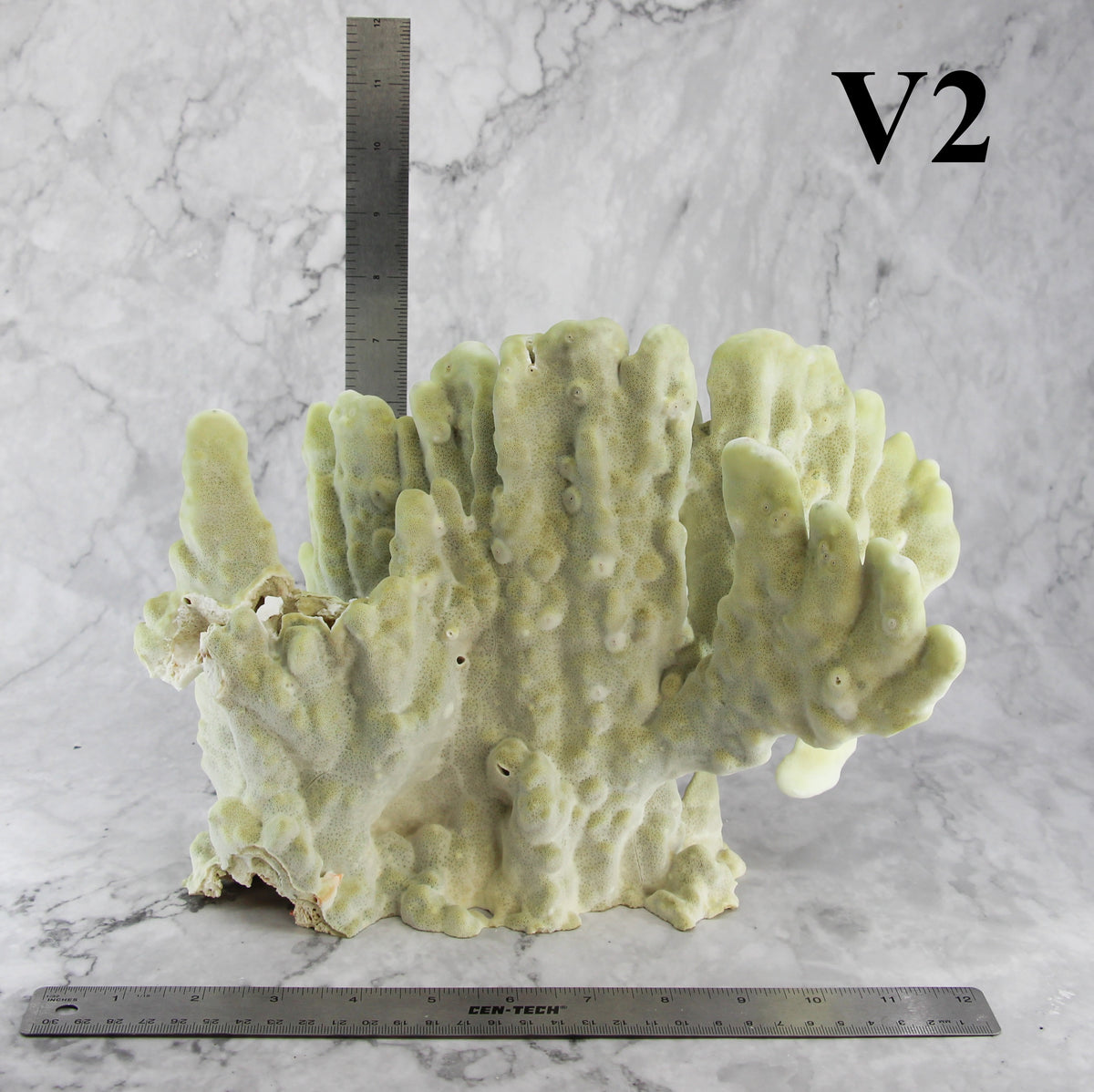 Fire Slab Coral 12-14"