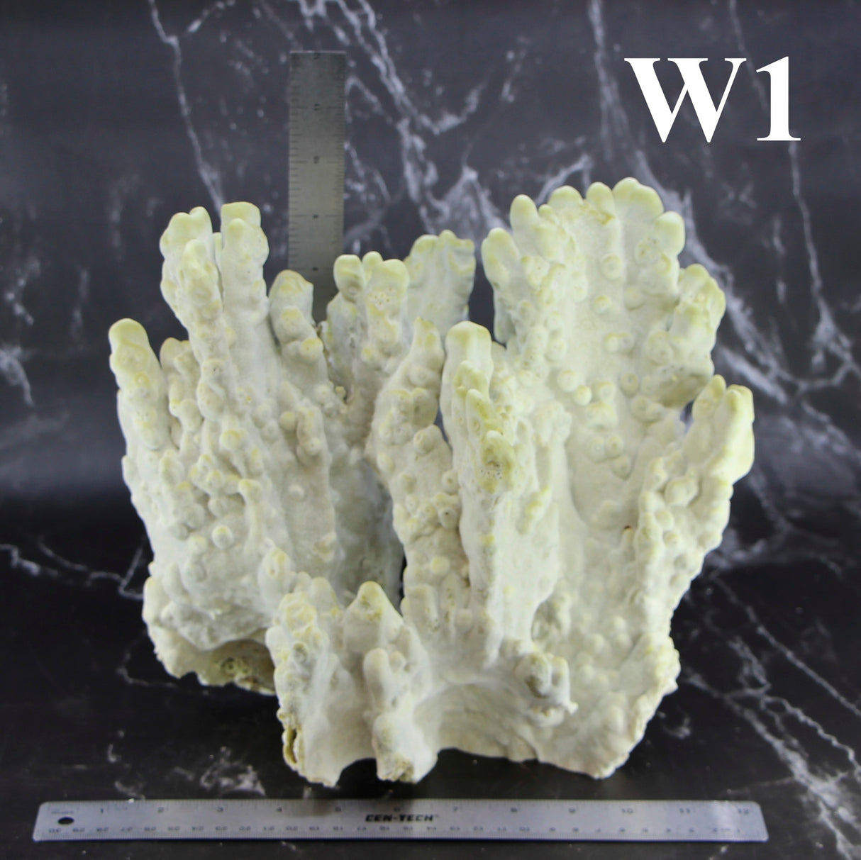 Fire Slab Coral 12-14"
