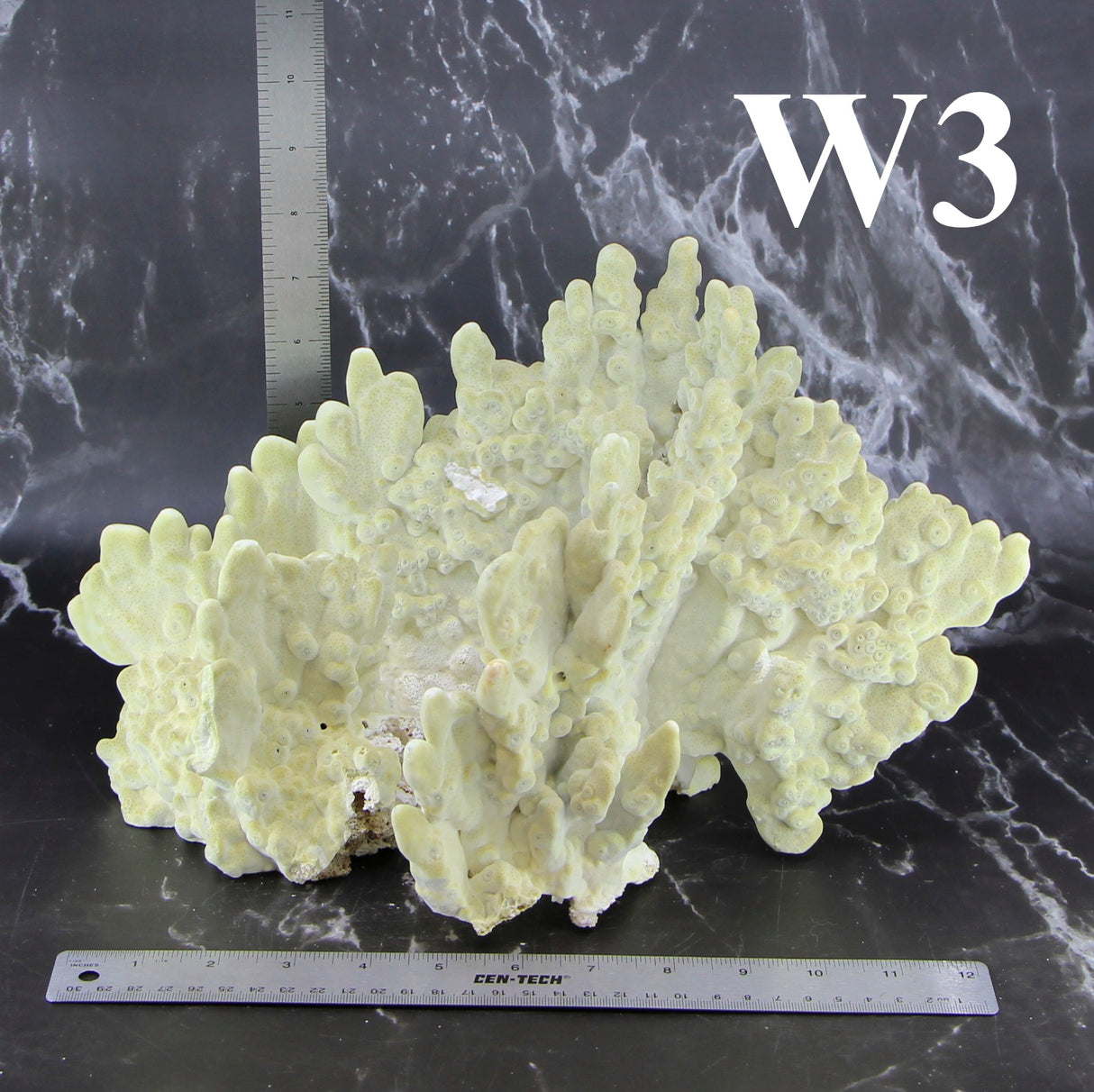 Fire Slab Coral 12-14"