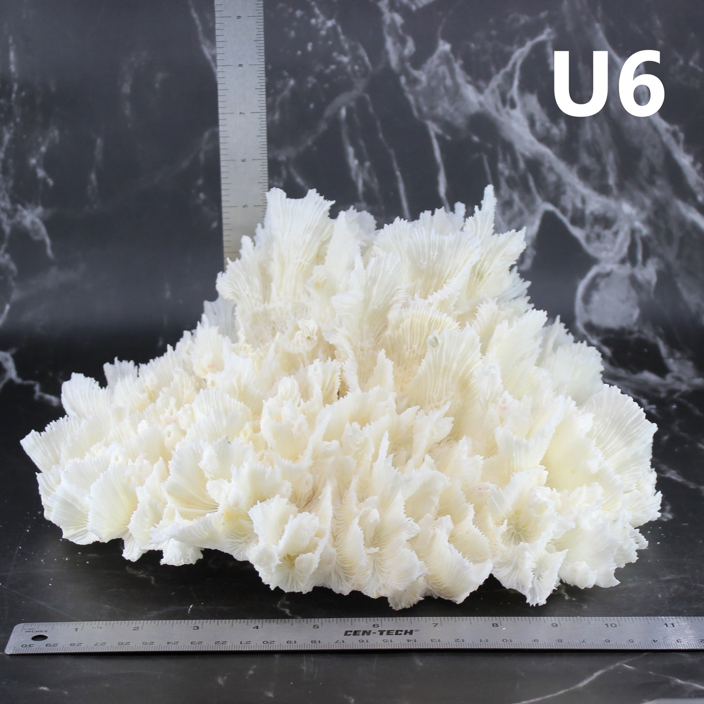 Lettuce Coral 12-14"