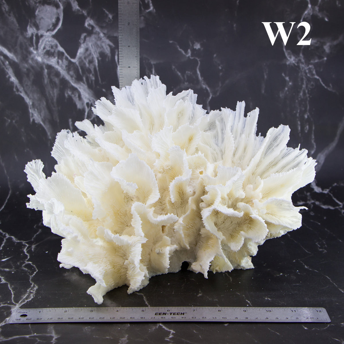 Lettuce Coral 12-14"