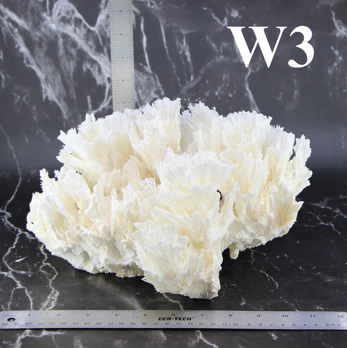 Lettuce Coral 12-14"
