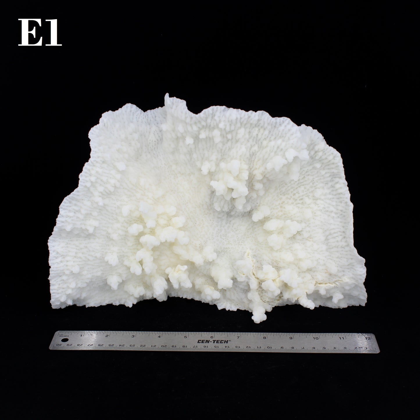 Merulina Coral 12-15"