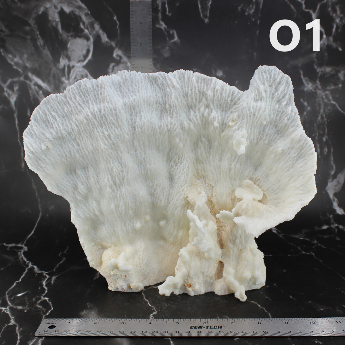Star Merulina Coral 12-15"