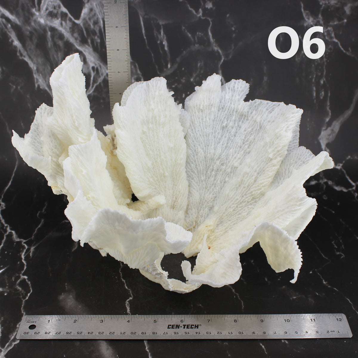 Star Merulina Coral 12-15"