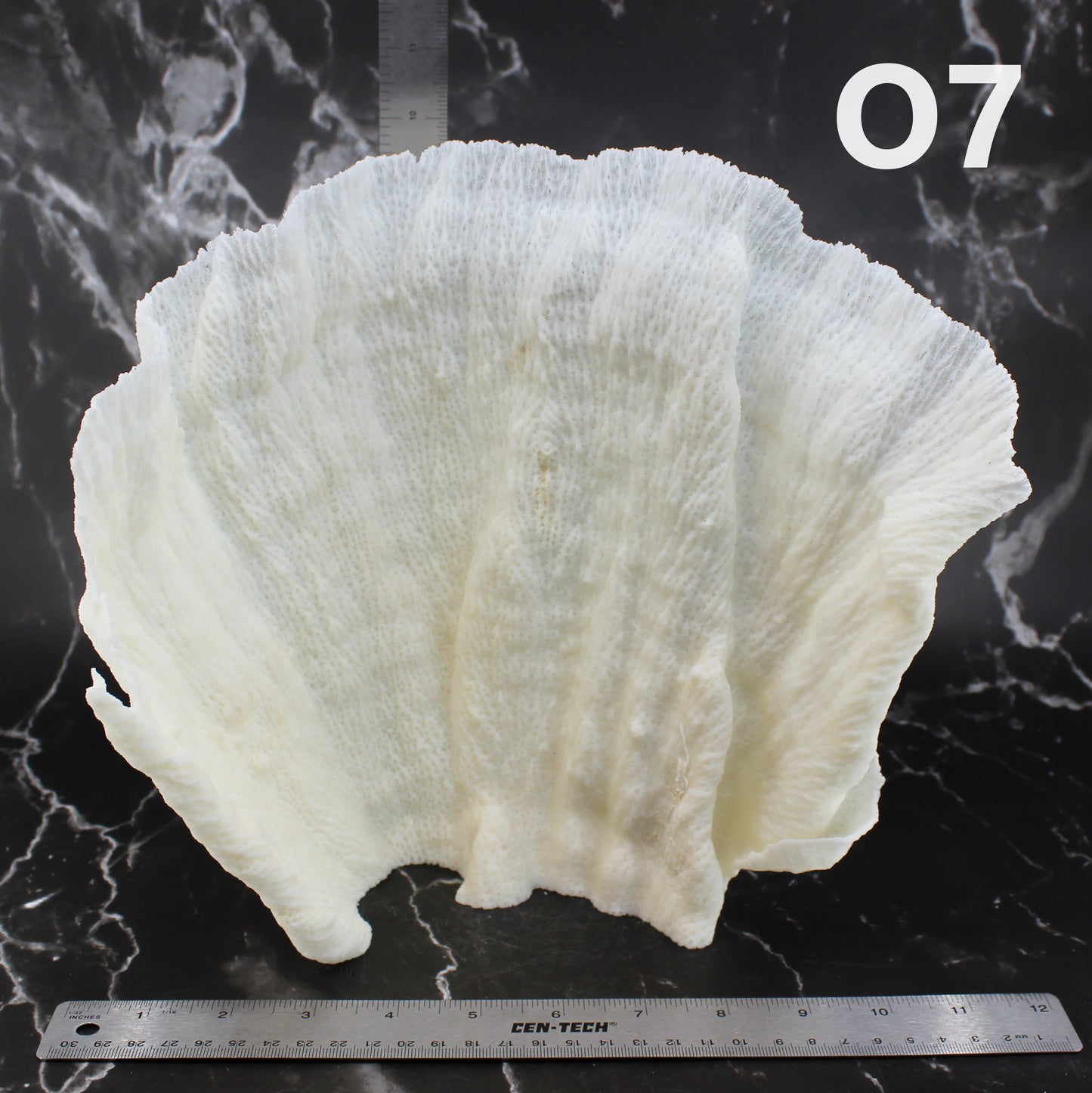 Star Merulina Coral 12-15"