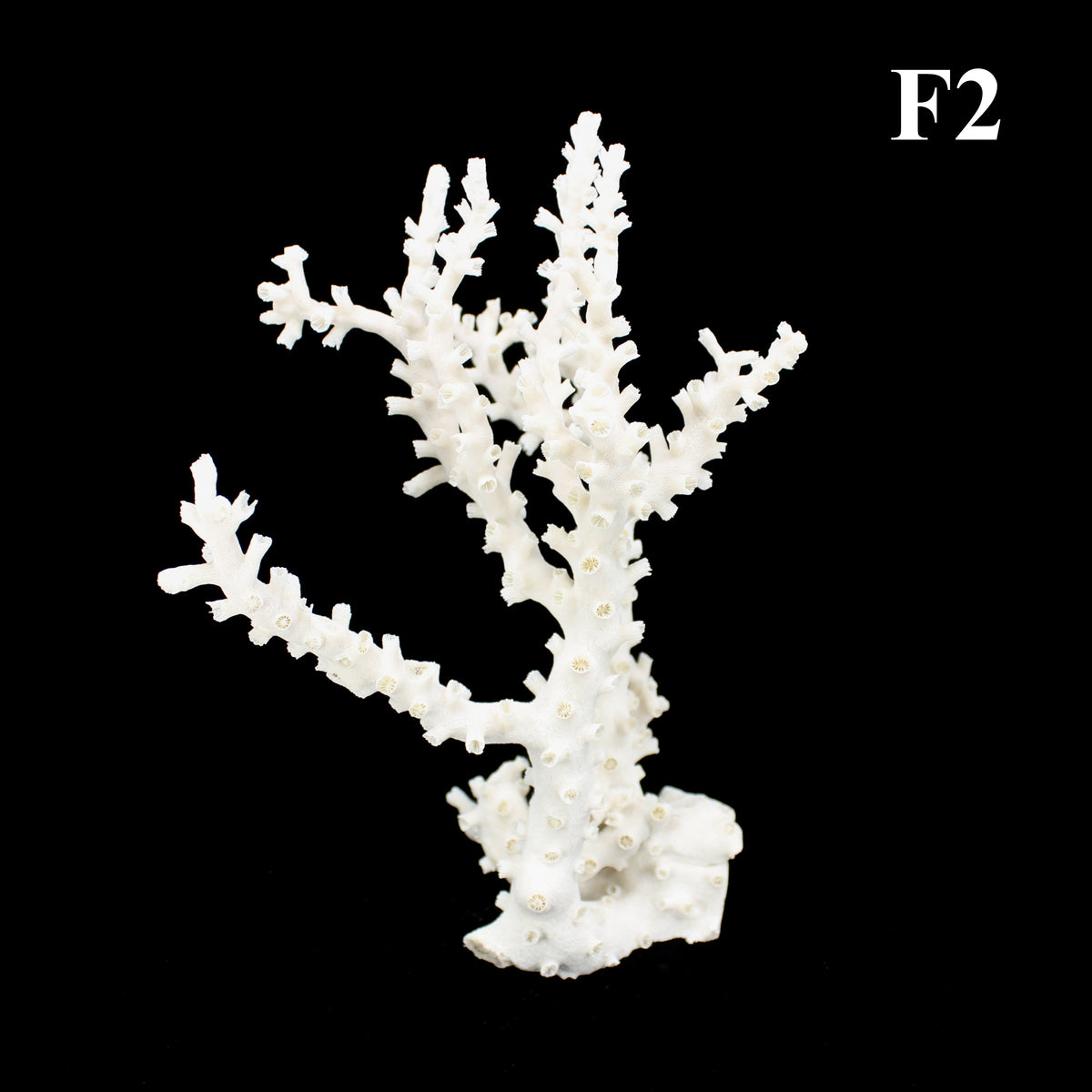 Octopus Coral 12-14"