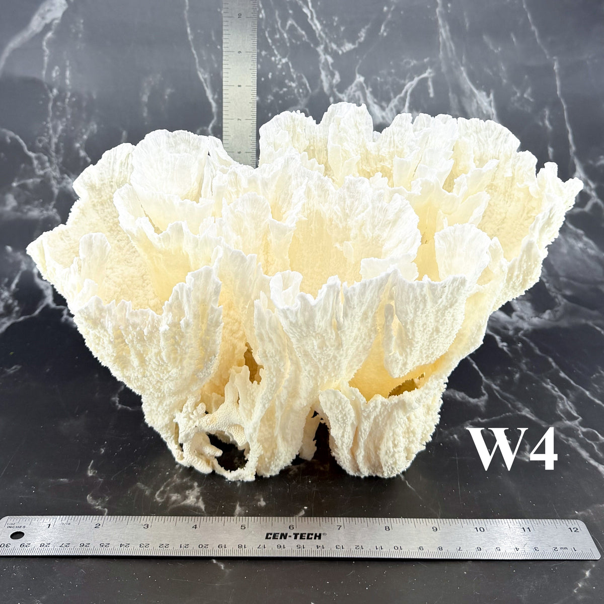 Poca Coral 12-14"