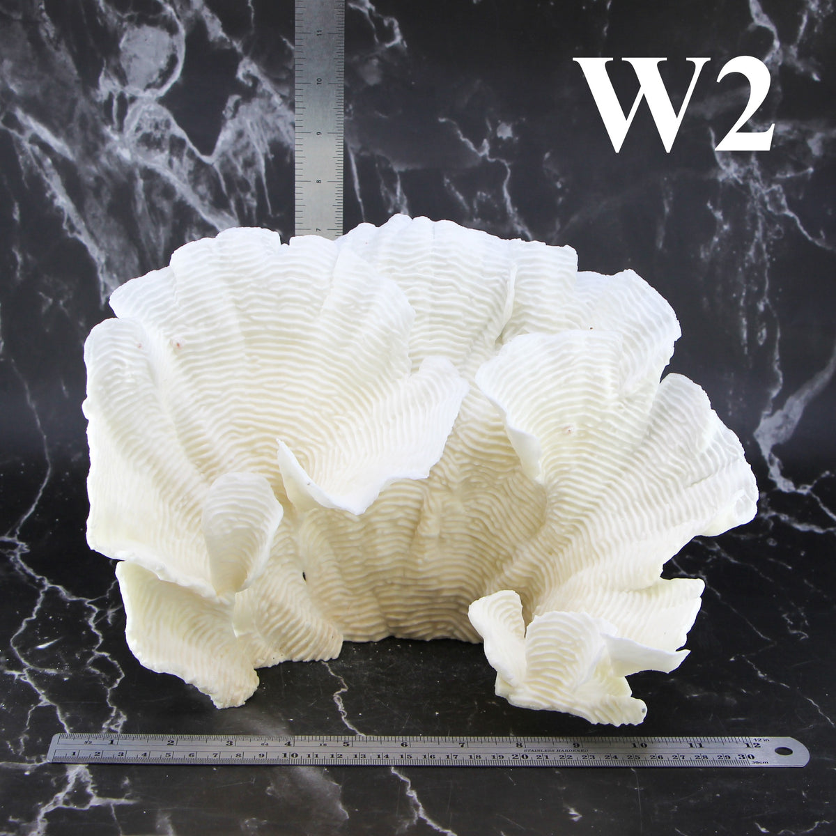Rugosa Coral 12-14"