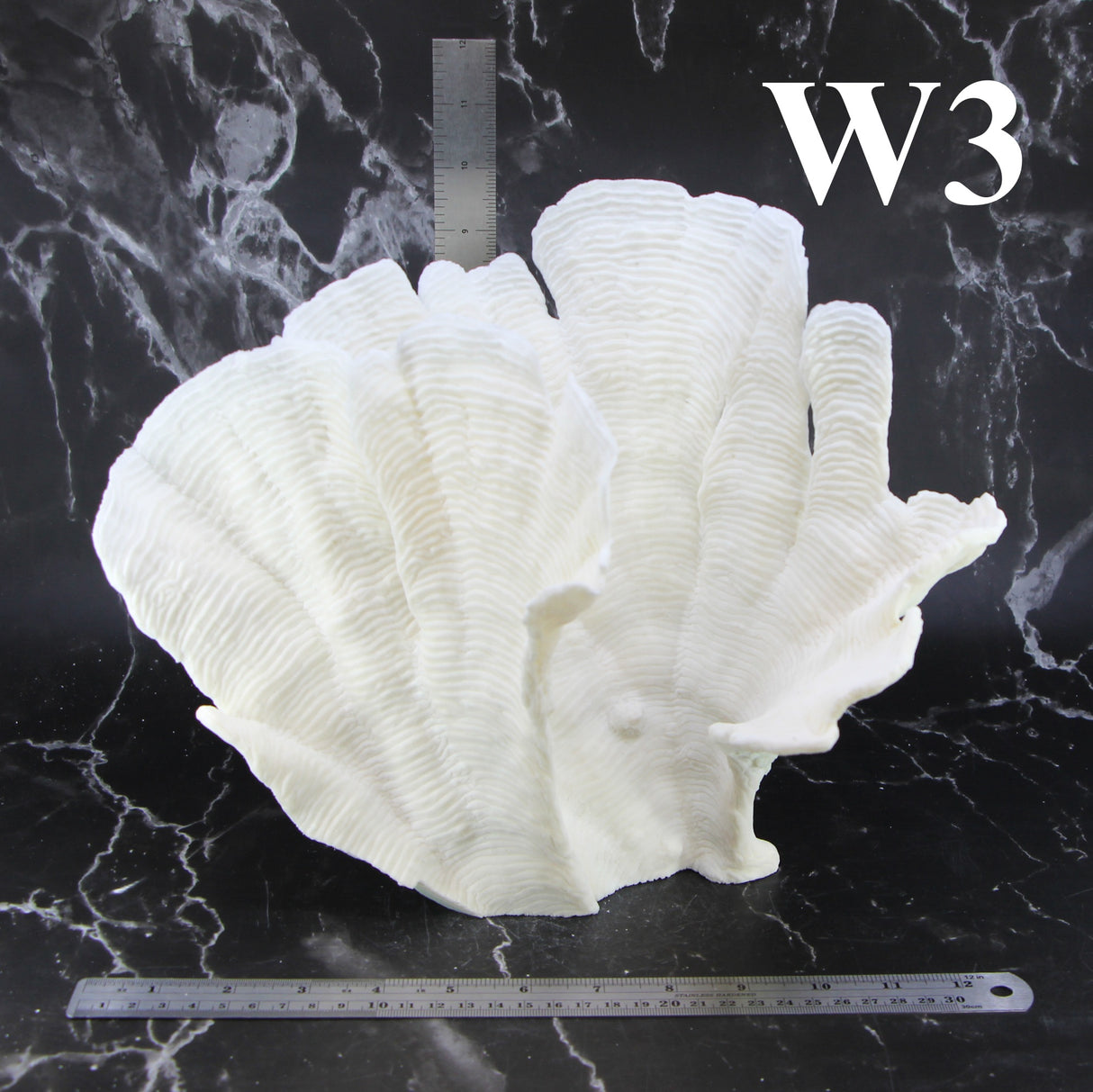 Rugosa Coral 12-14"