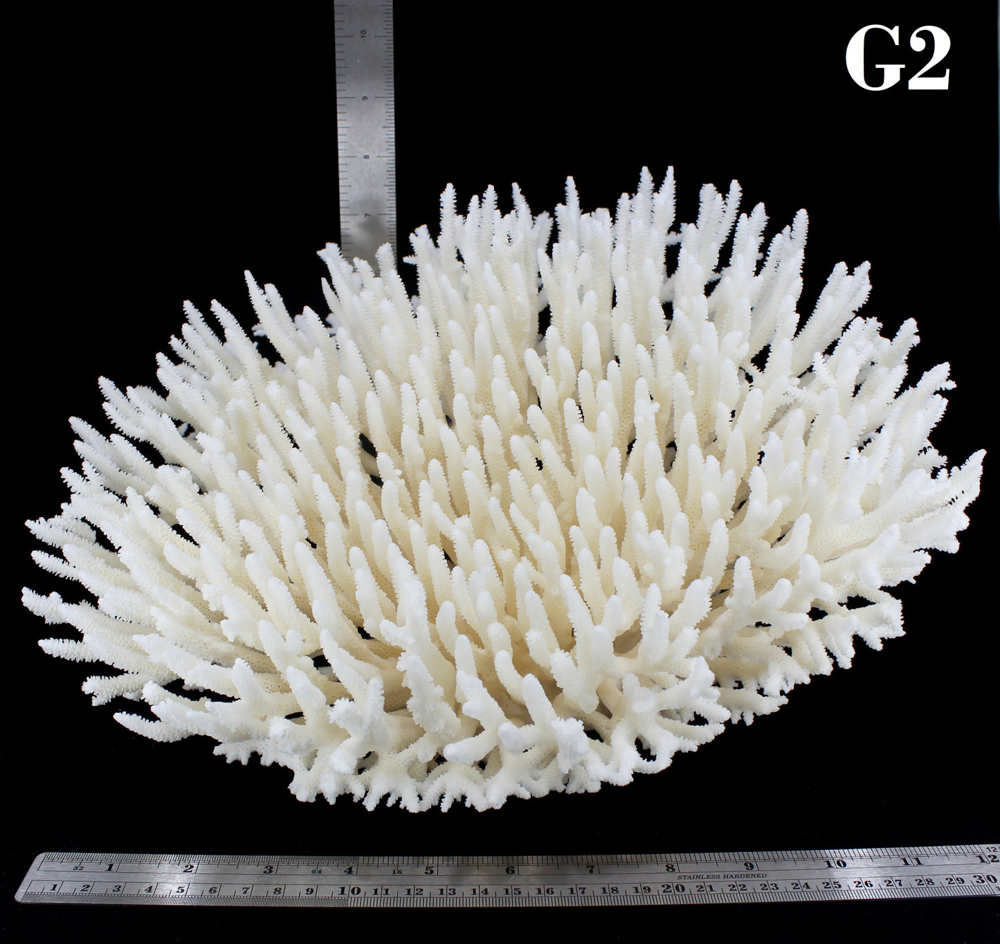 Table Coral 12-15"