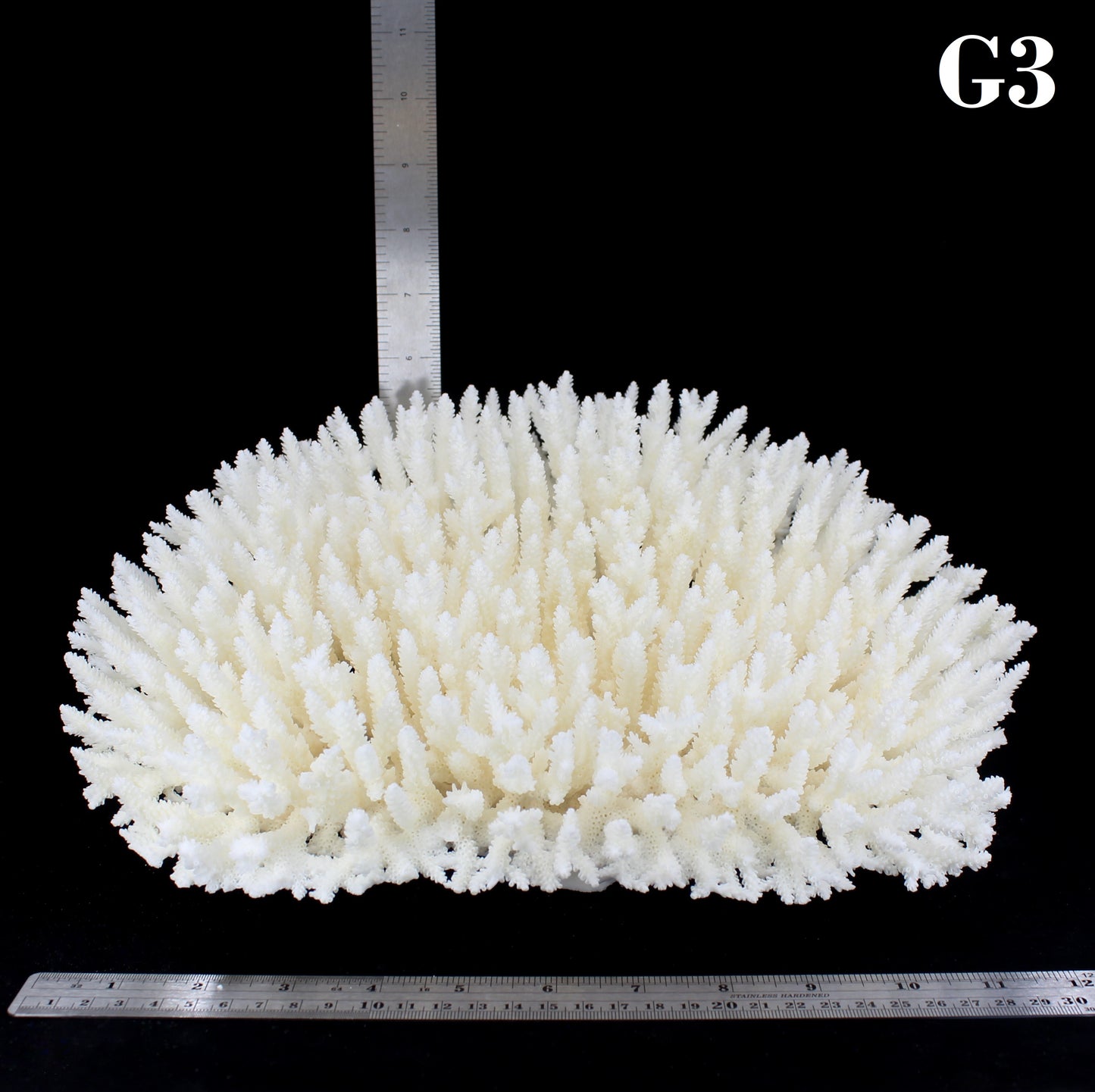 Table Coral 12-15"