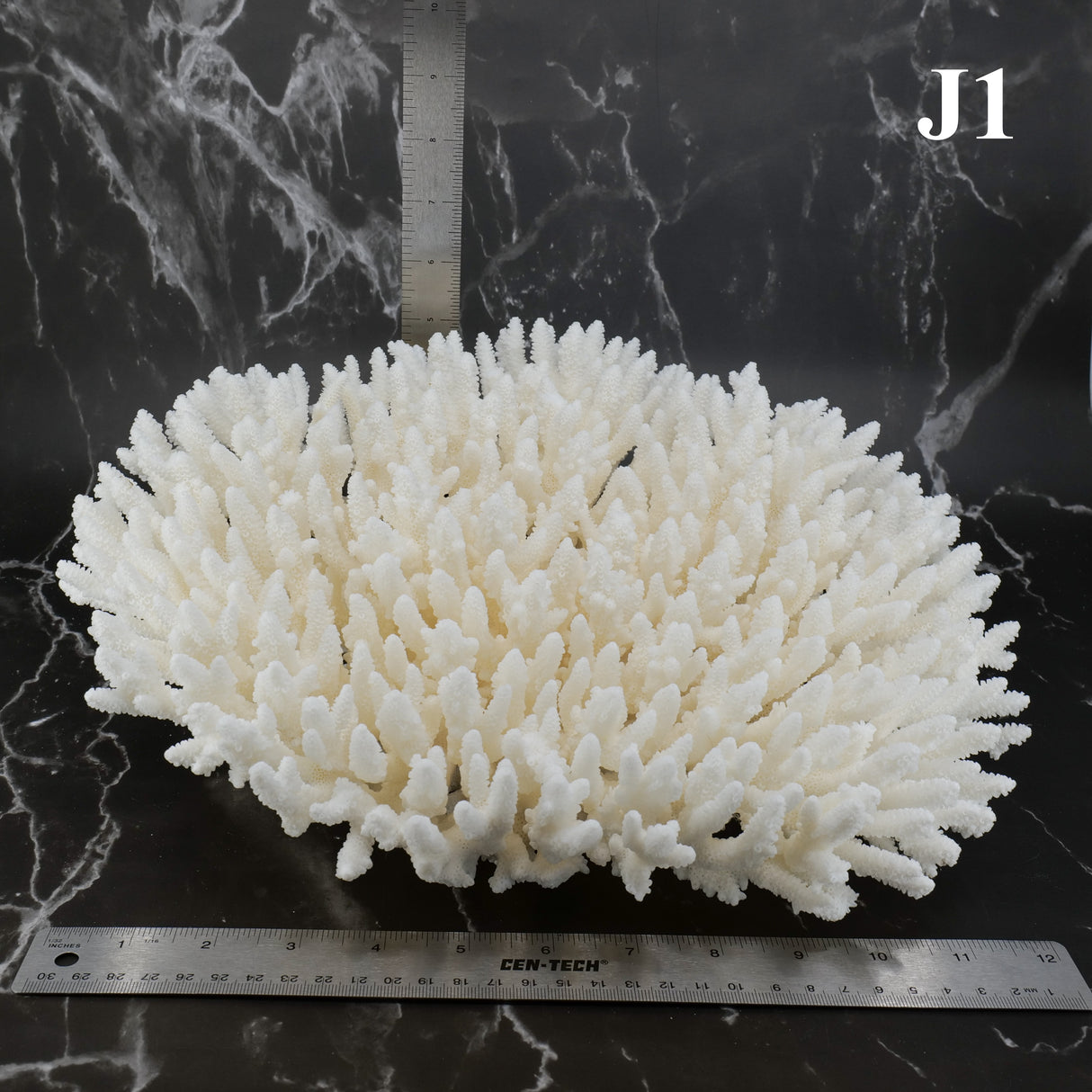 Table Coral 12-14"