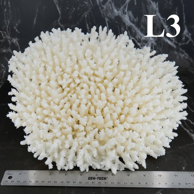 Table Coral 12-14"