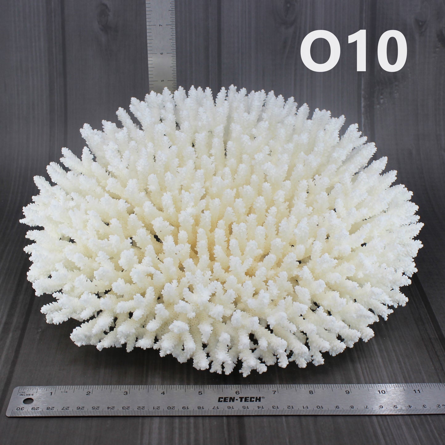 Table Coral 12-15"
