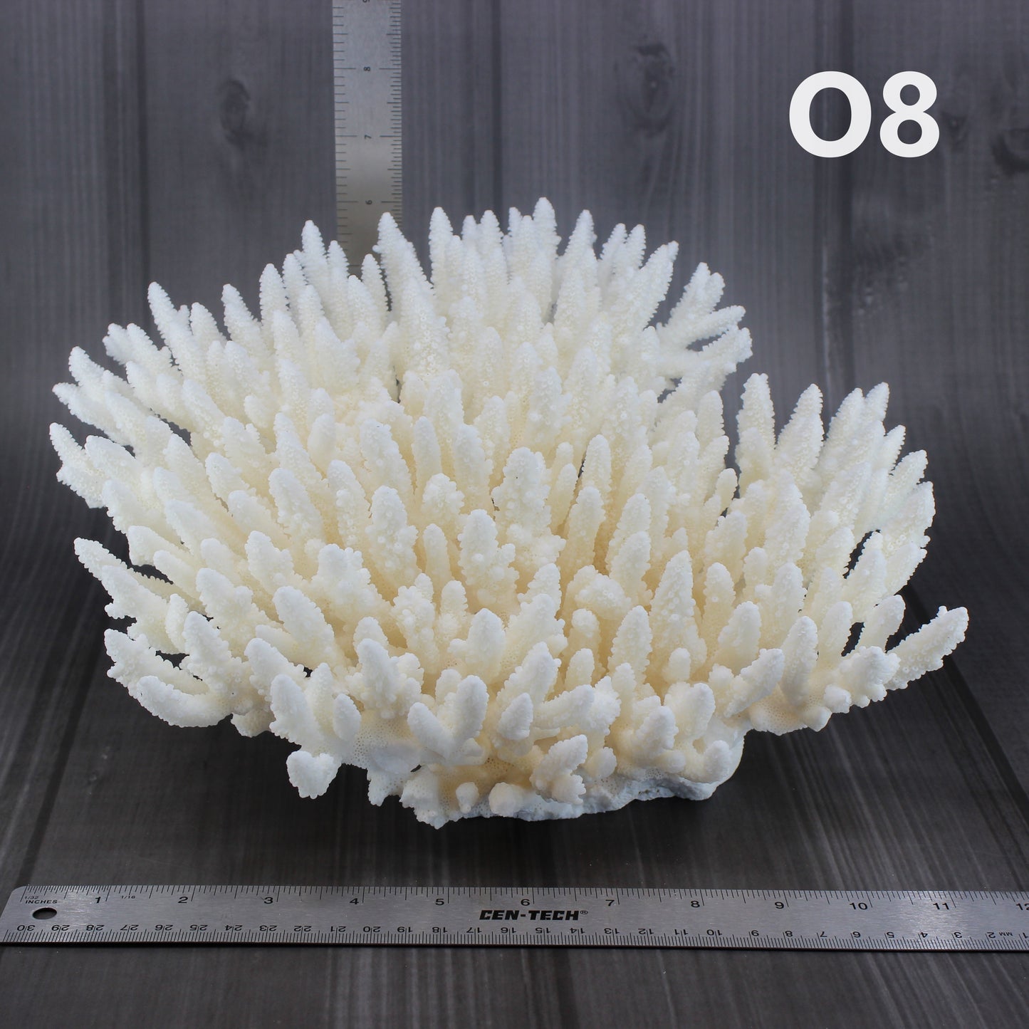 Table Coral 12-15"