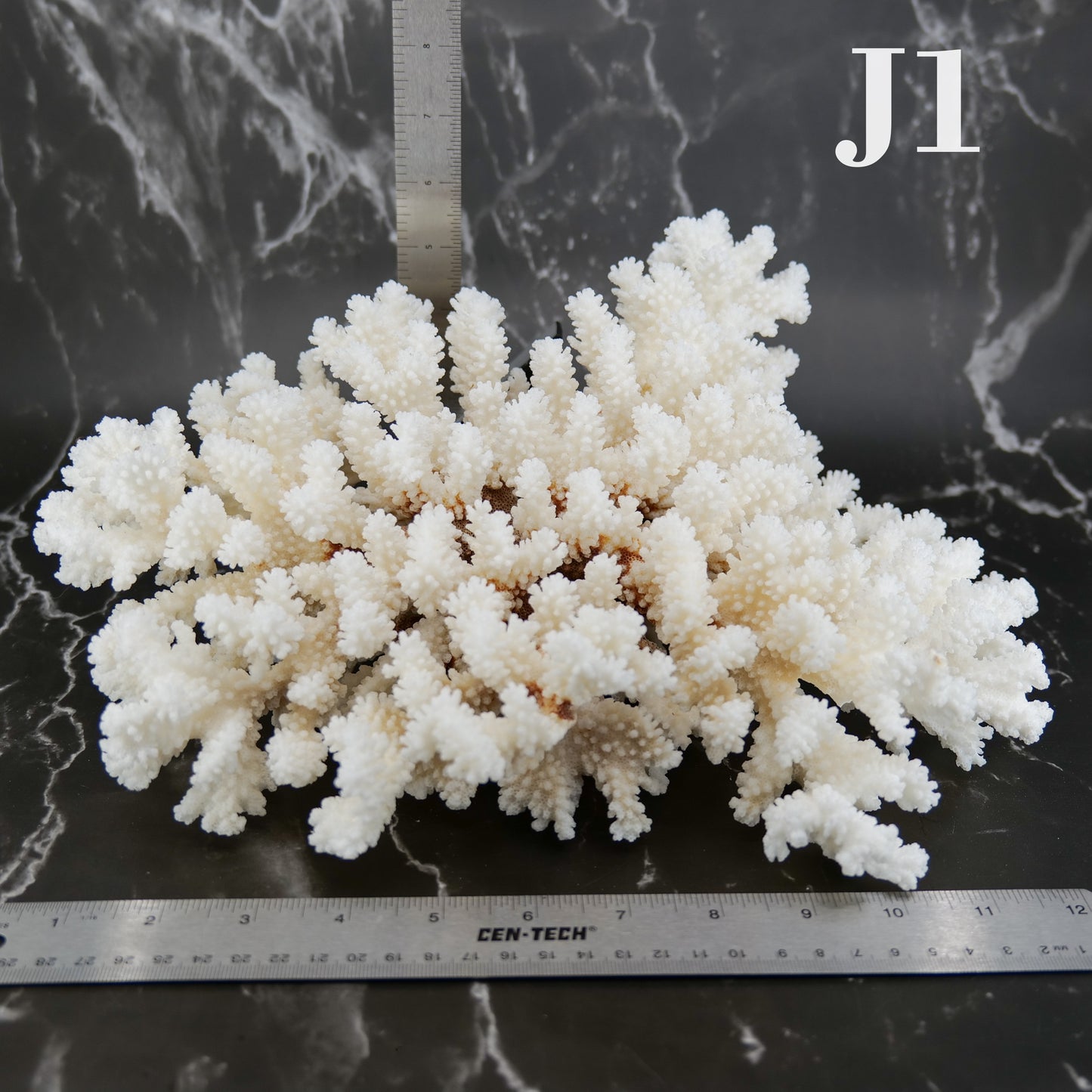 Brownstem Coral 12-14"