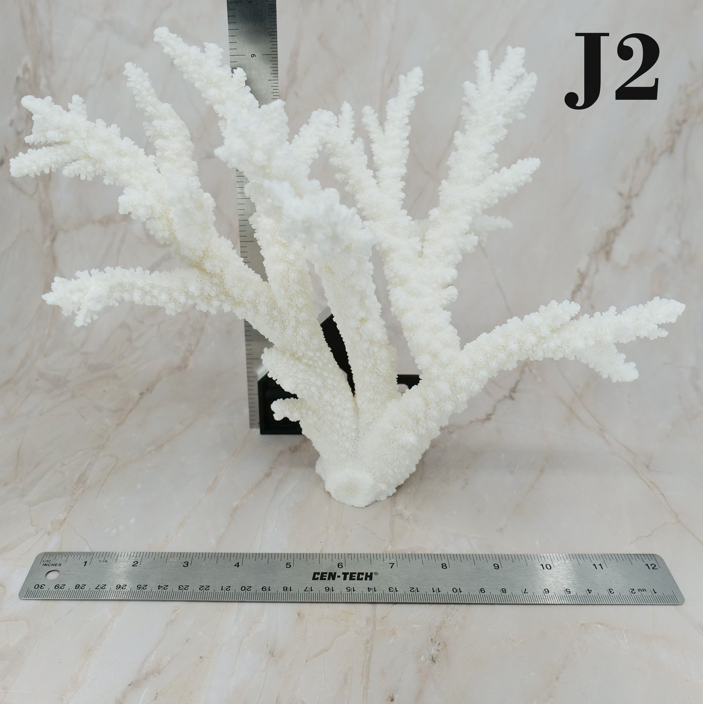 Branch Coral 12-15"