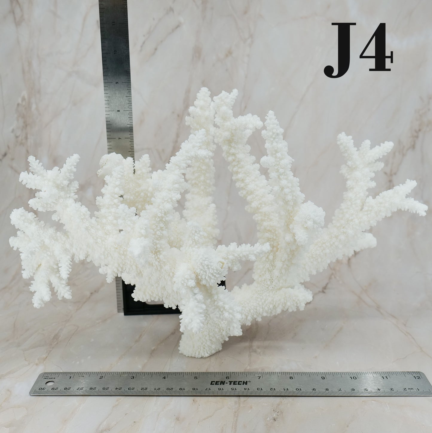 Branch Coral 12-15"