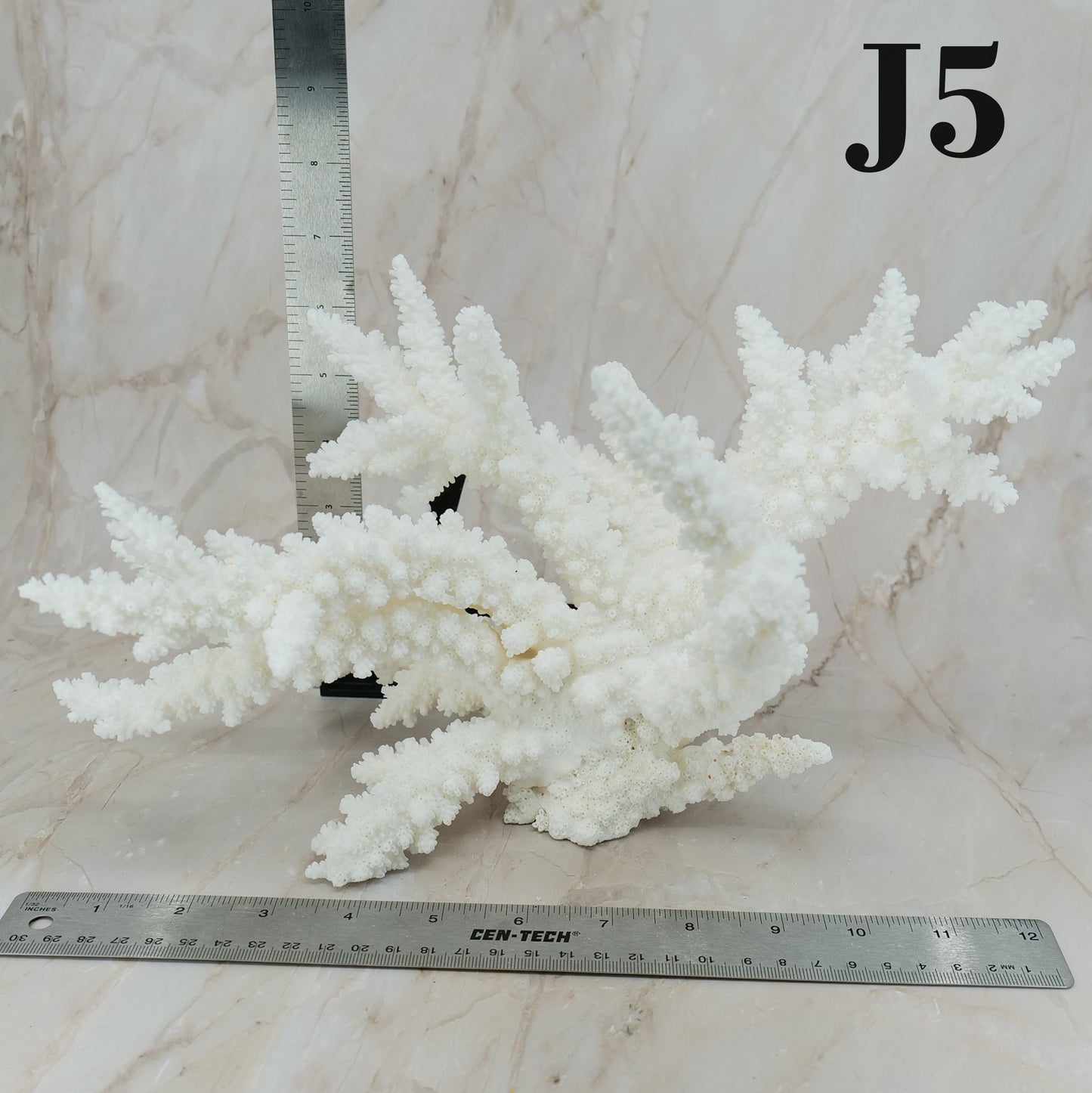 Branch Coral 12-15"