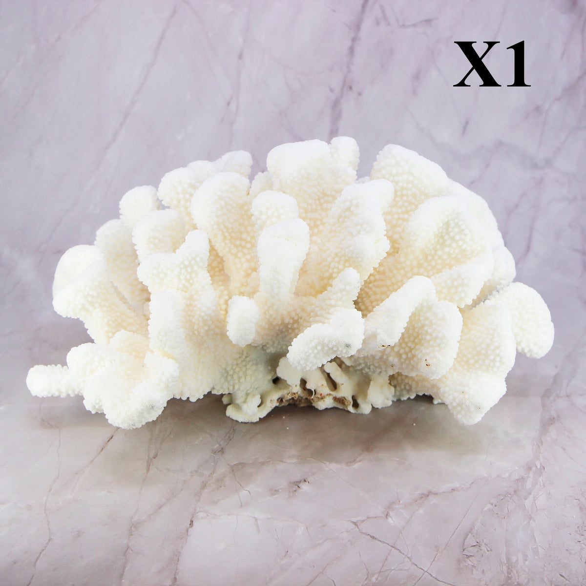 Cauliflower Coral 12-14"