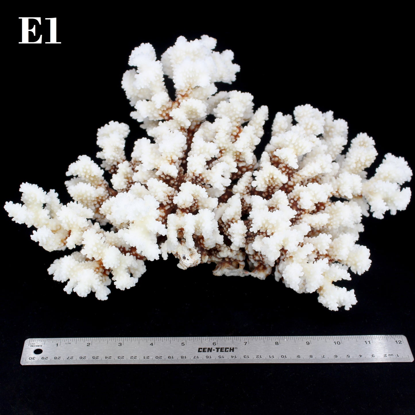 Brownstem Coral 12-14"