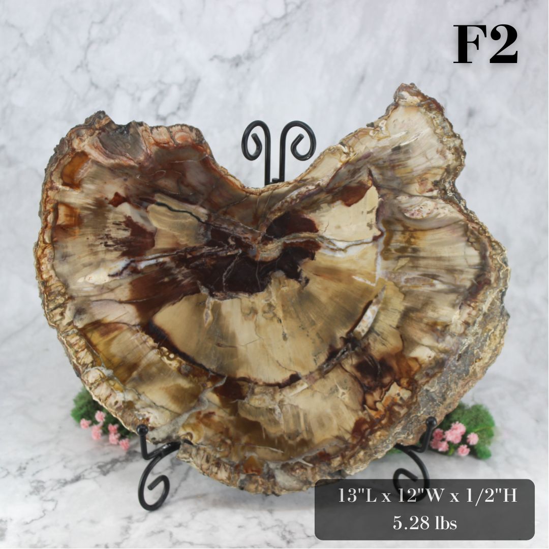 Petrified Wood Slabs 12-15"