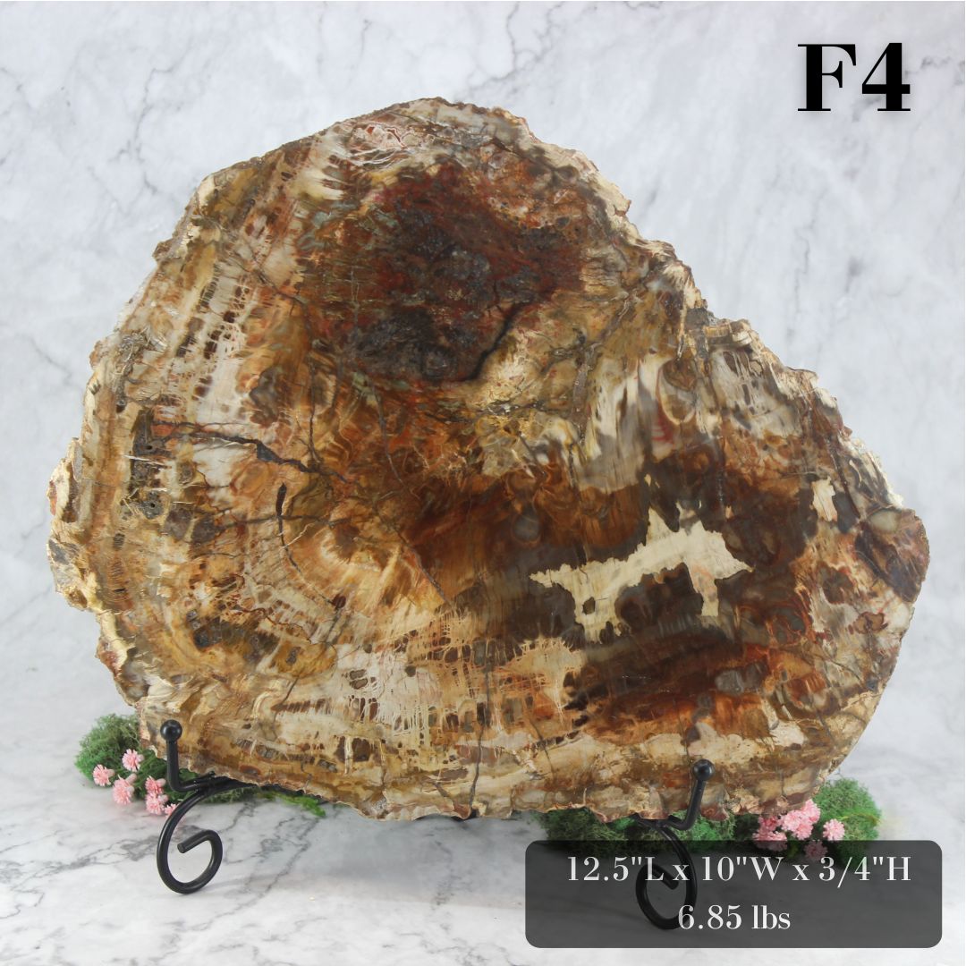Petrified Wood Slabs 12-15"