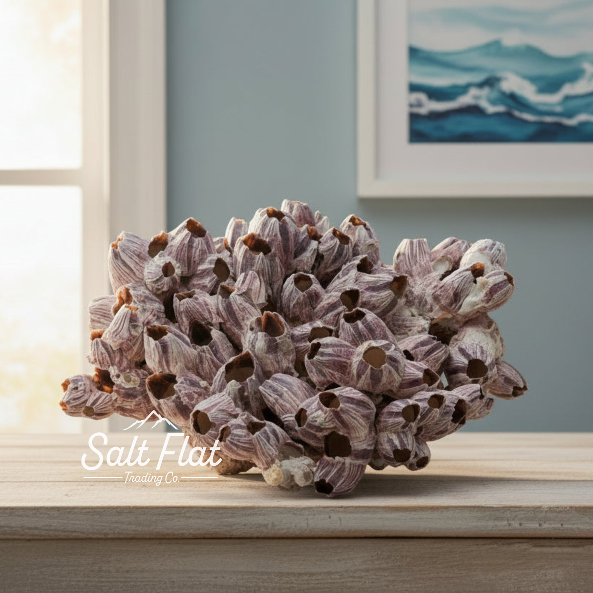 Barnacles 12-14"